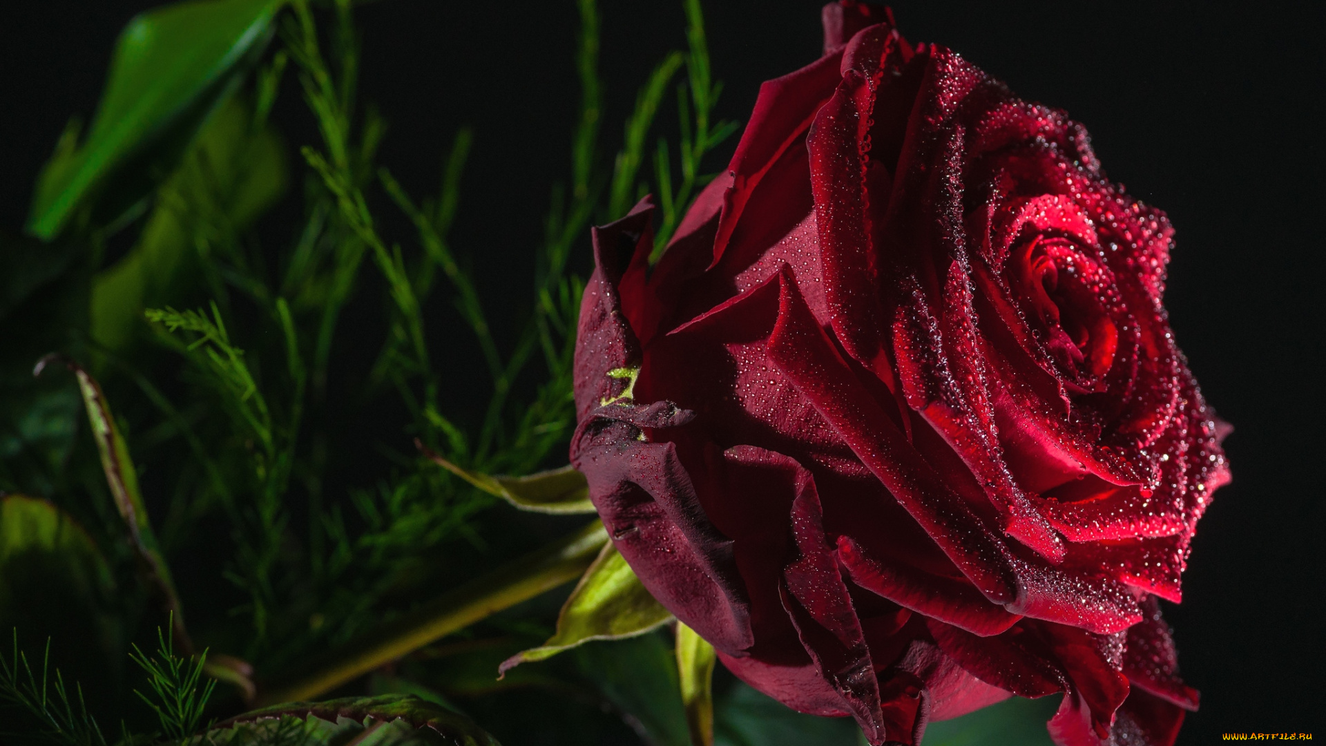 цветы, розы, бордовый, капли