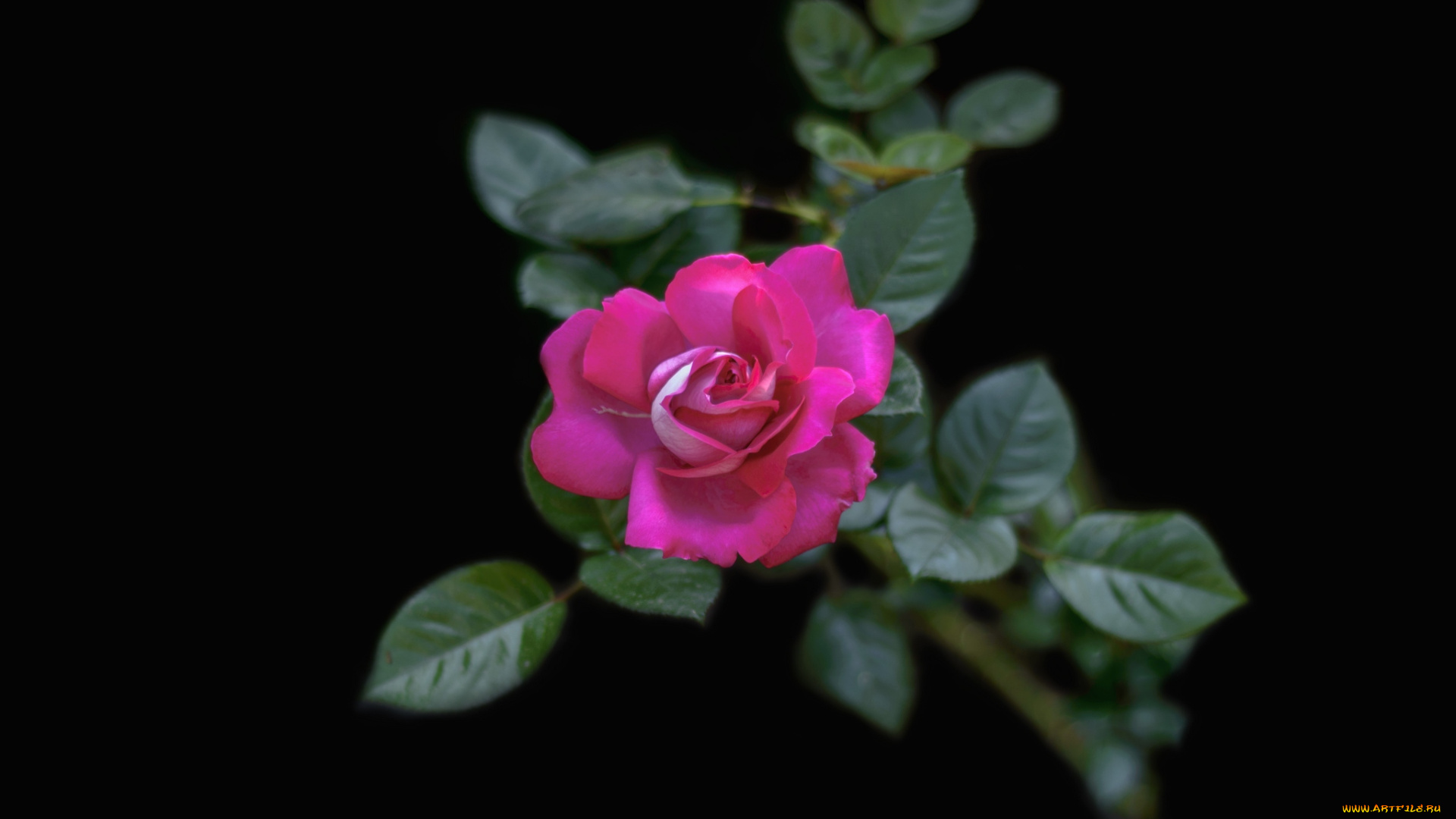 цветы, розы, малиновый