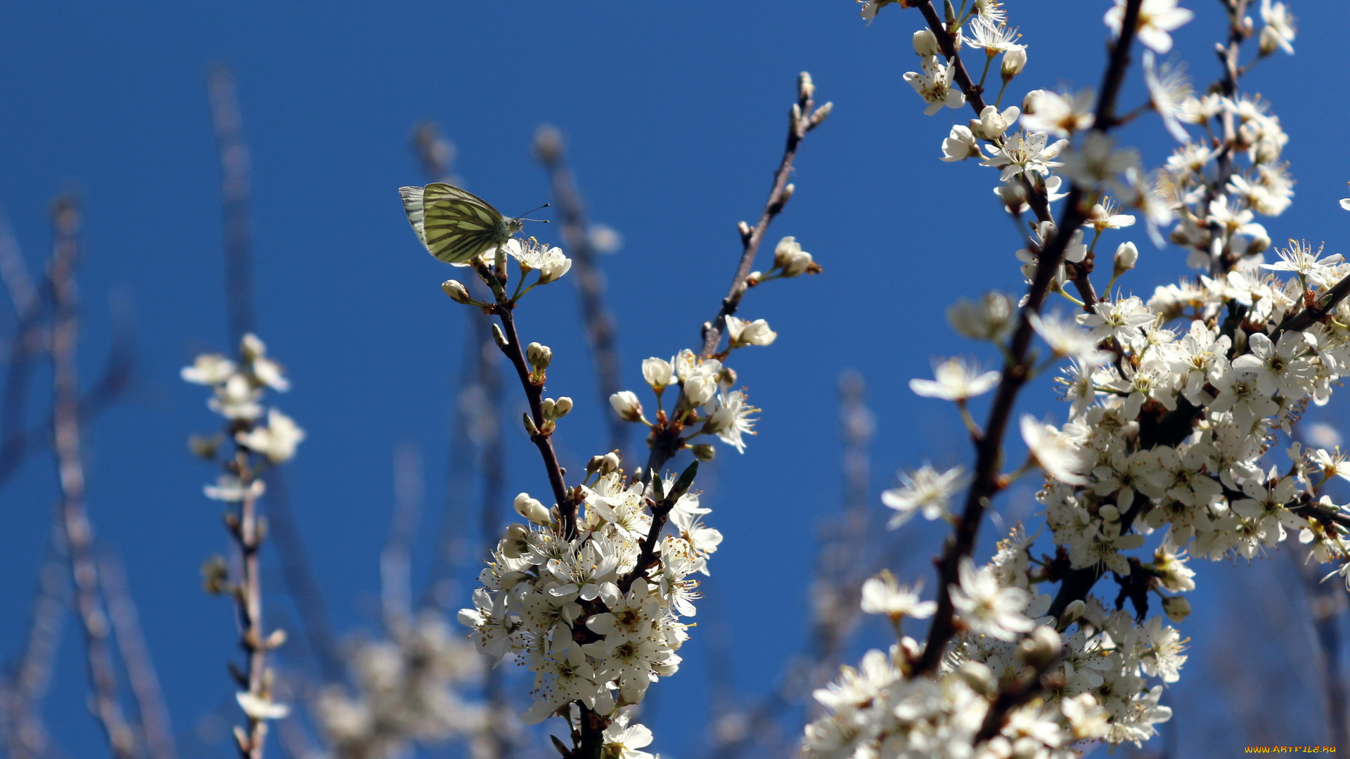 цветы, сакура, вишня, ветка