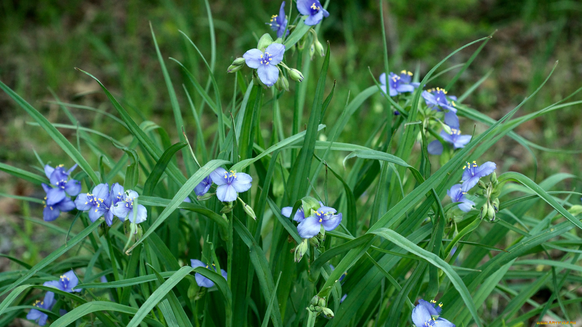 цветы, традесканции, куст