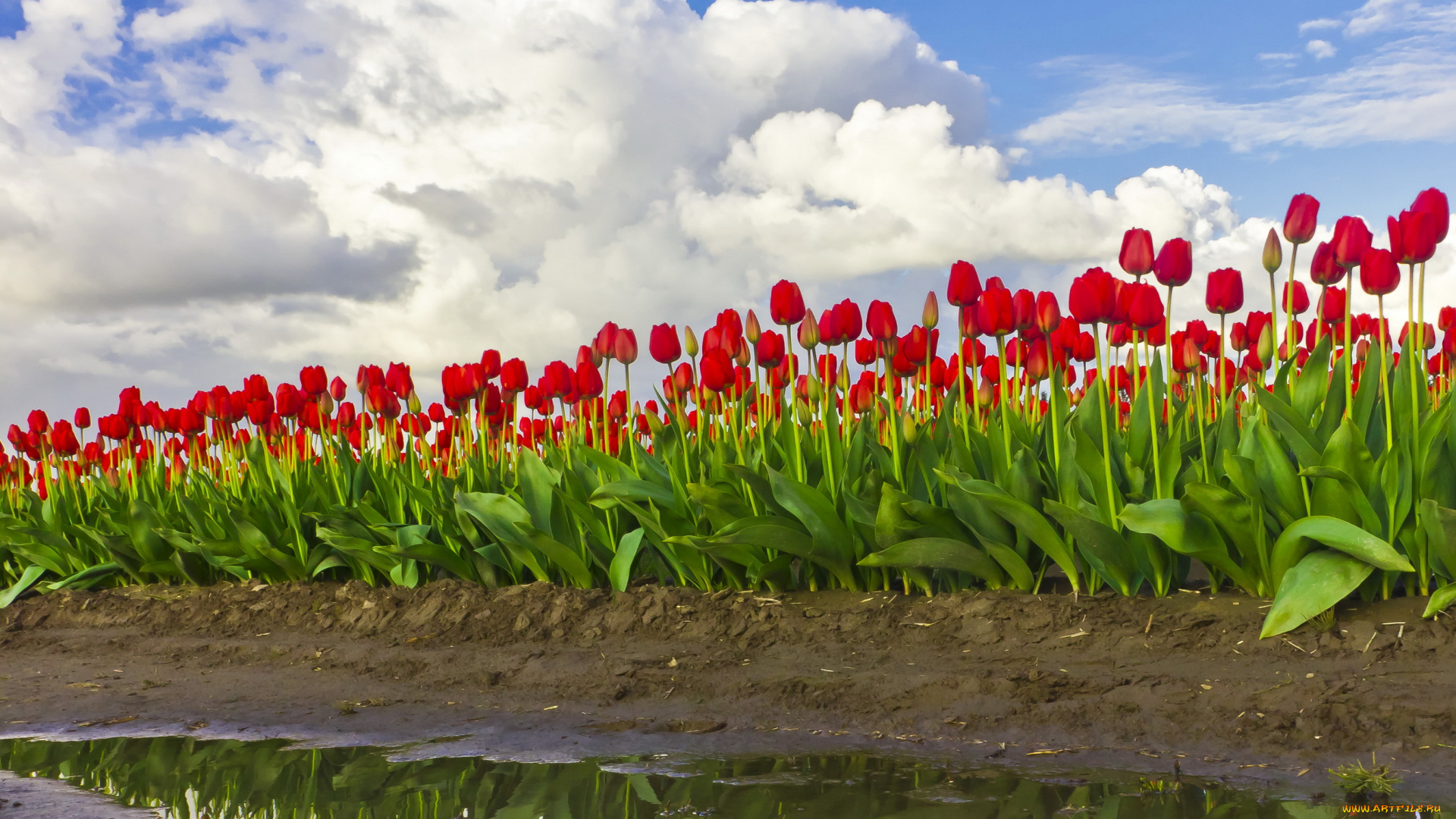 цветы, тюльпаны