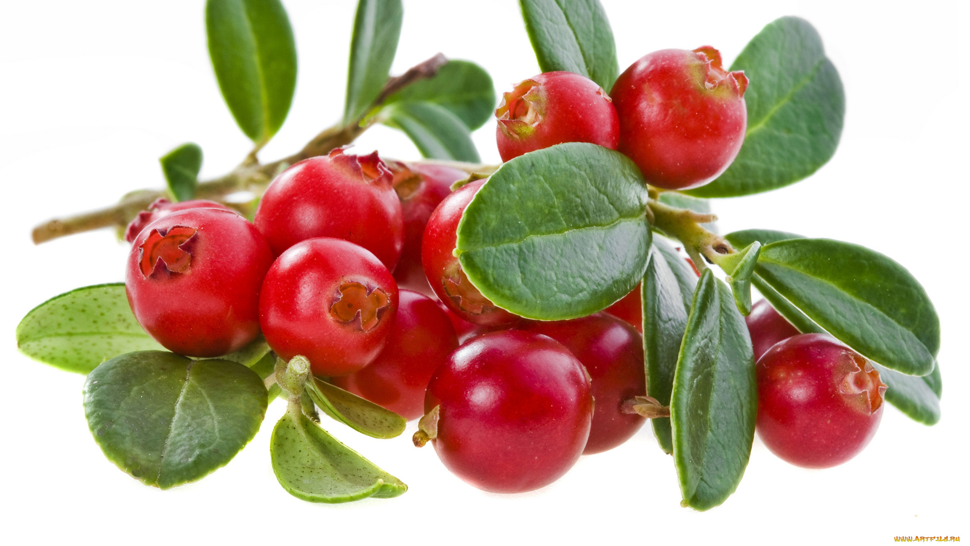 еда, клюква, витамины, ягоды