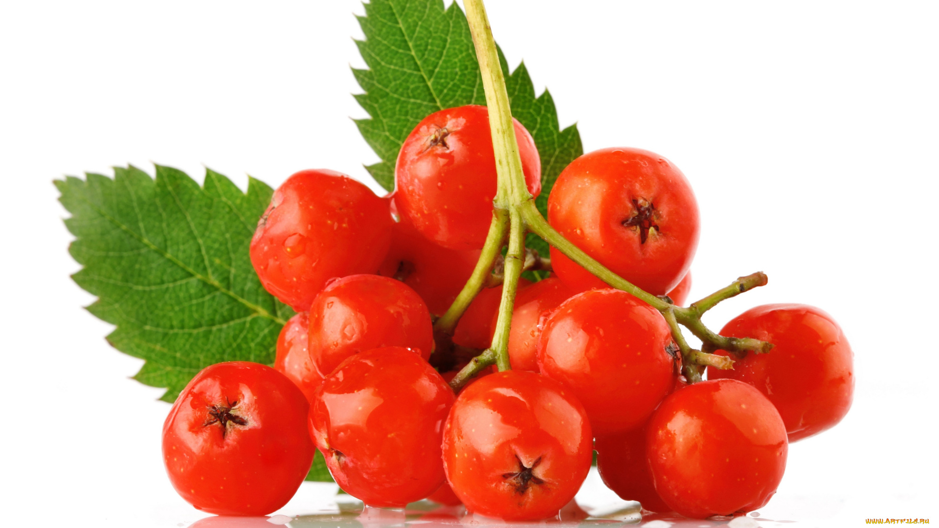 еда, рябина