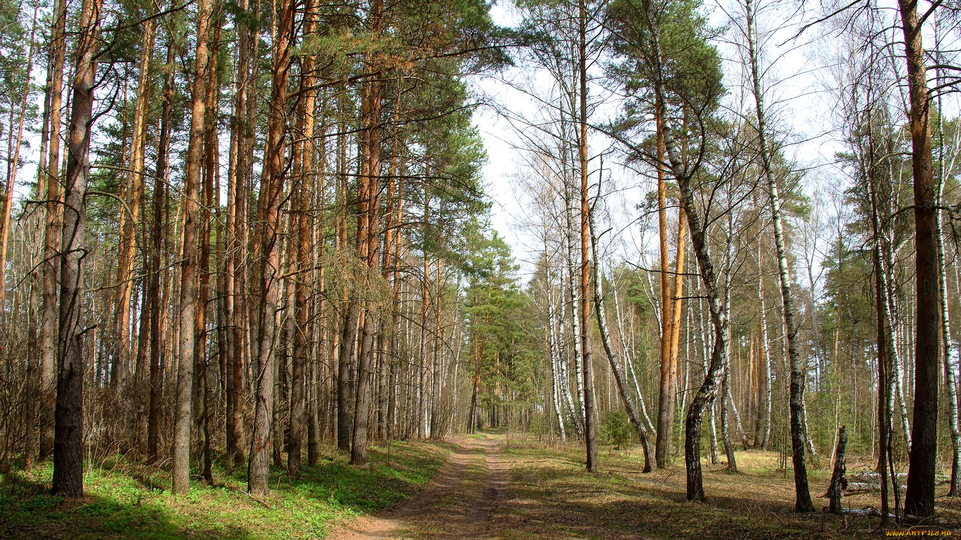 лесная, дорога, природа, дороги, сосны, лес