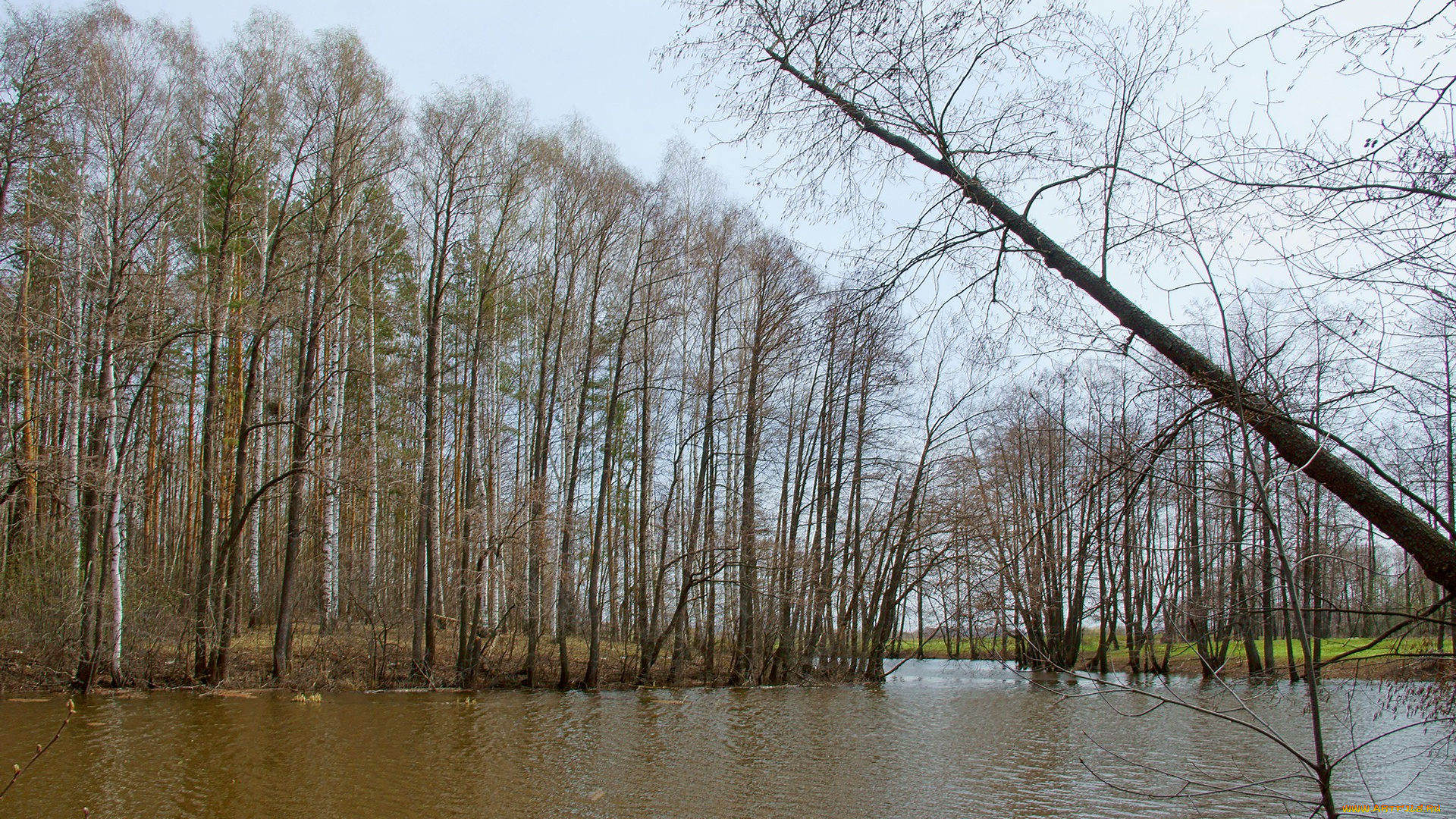 лесное, озеро, природа, реки, озера, весна, лес