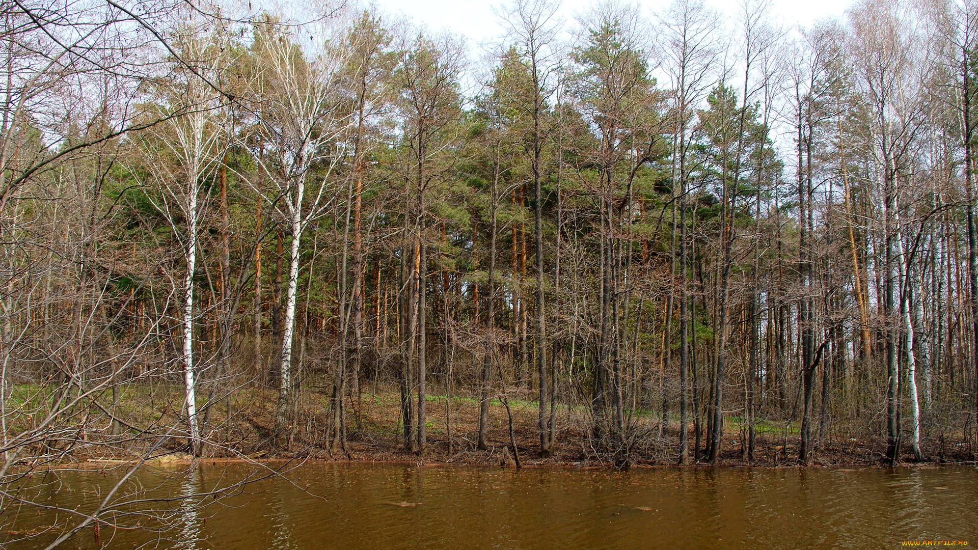 весенний, лес, природа, весна, озеро