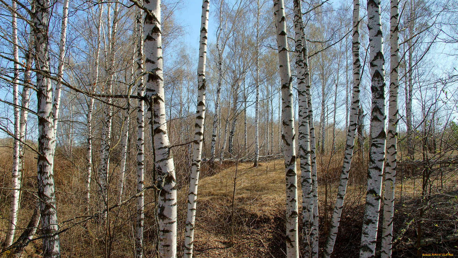 весна, природа, лес, березы, овраг, mini, british, motor, corporation, великобритания