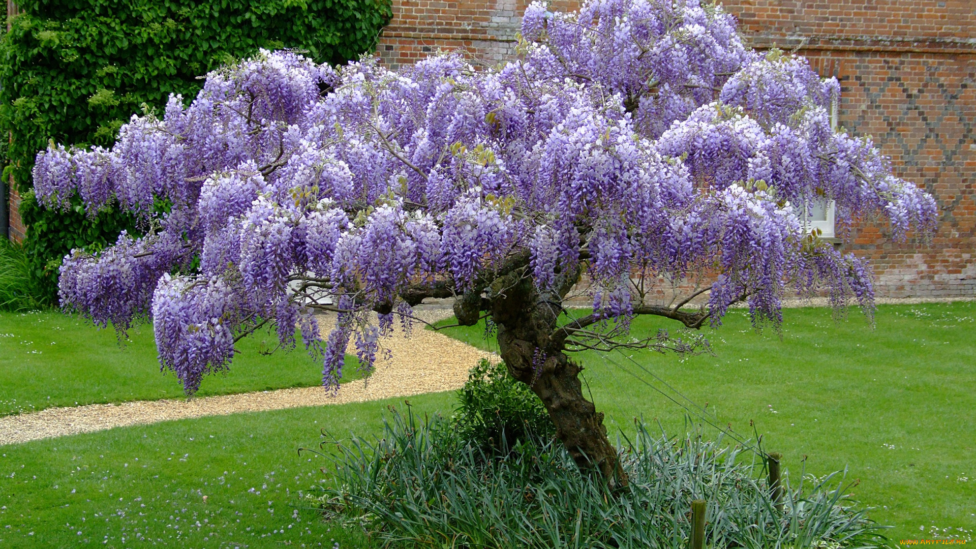 wisteria, цветы, глициния, парк, дорожка, дерево