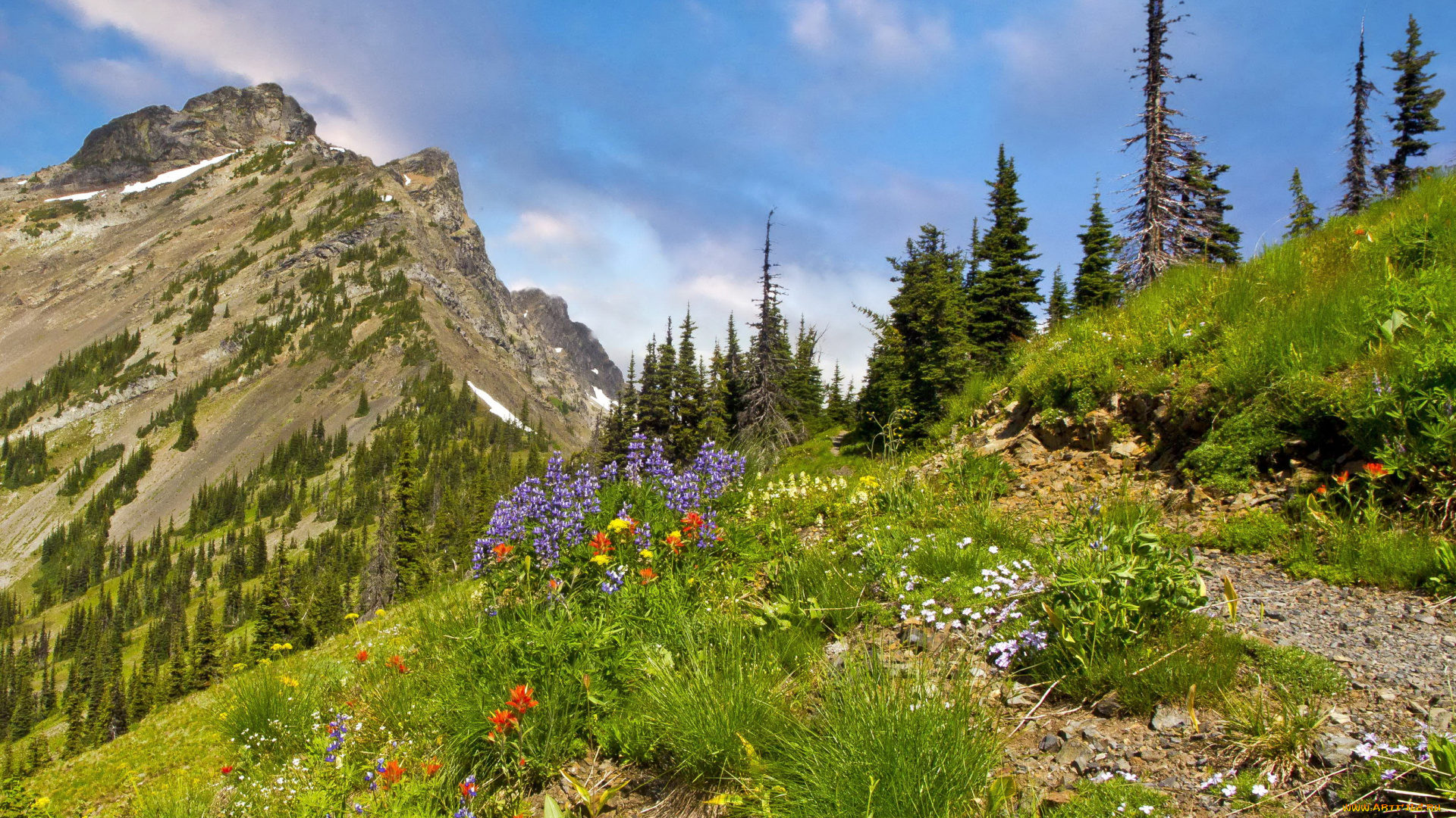 заповедник, wilderness, pasayten, сша, природа, горы, растения