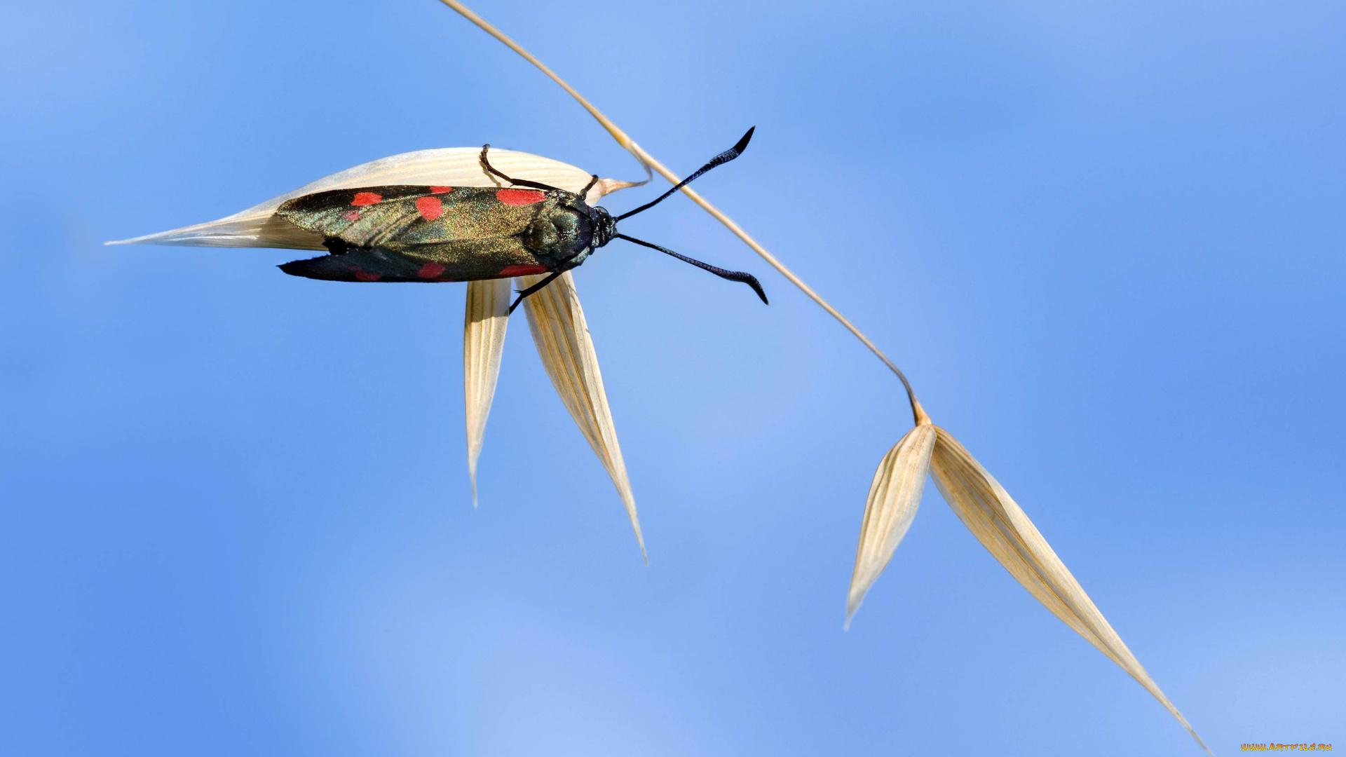 животные, бабочки, пятна, бабочка, стебель