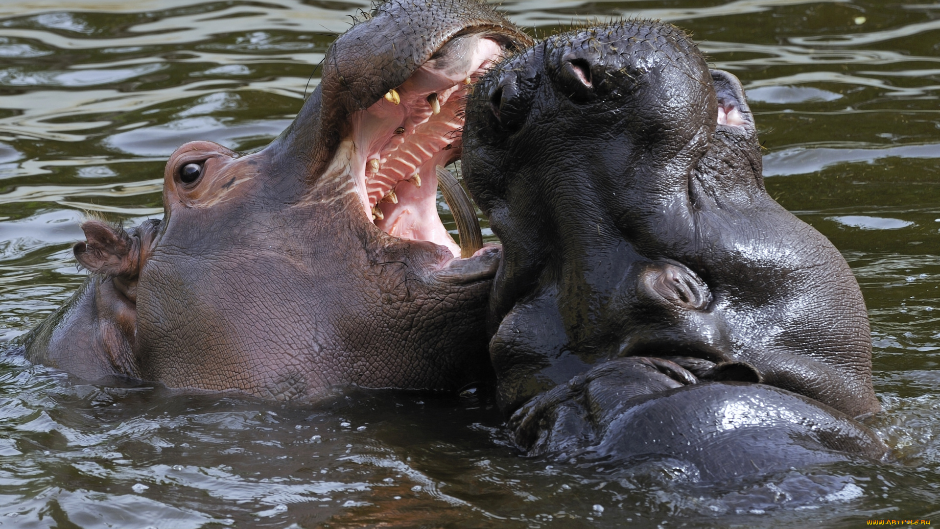 животные, бегемоты, гиппопотам, пасть