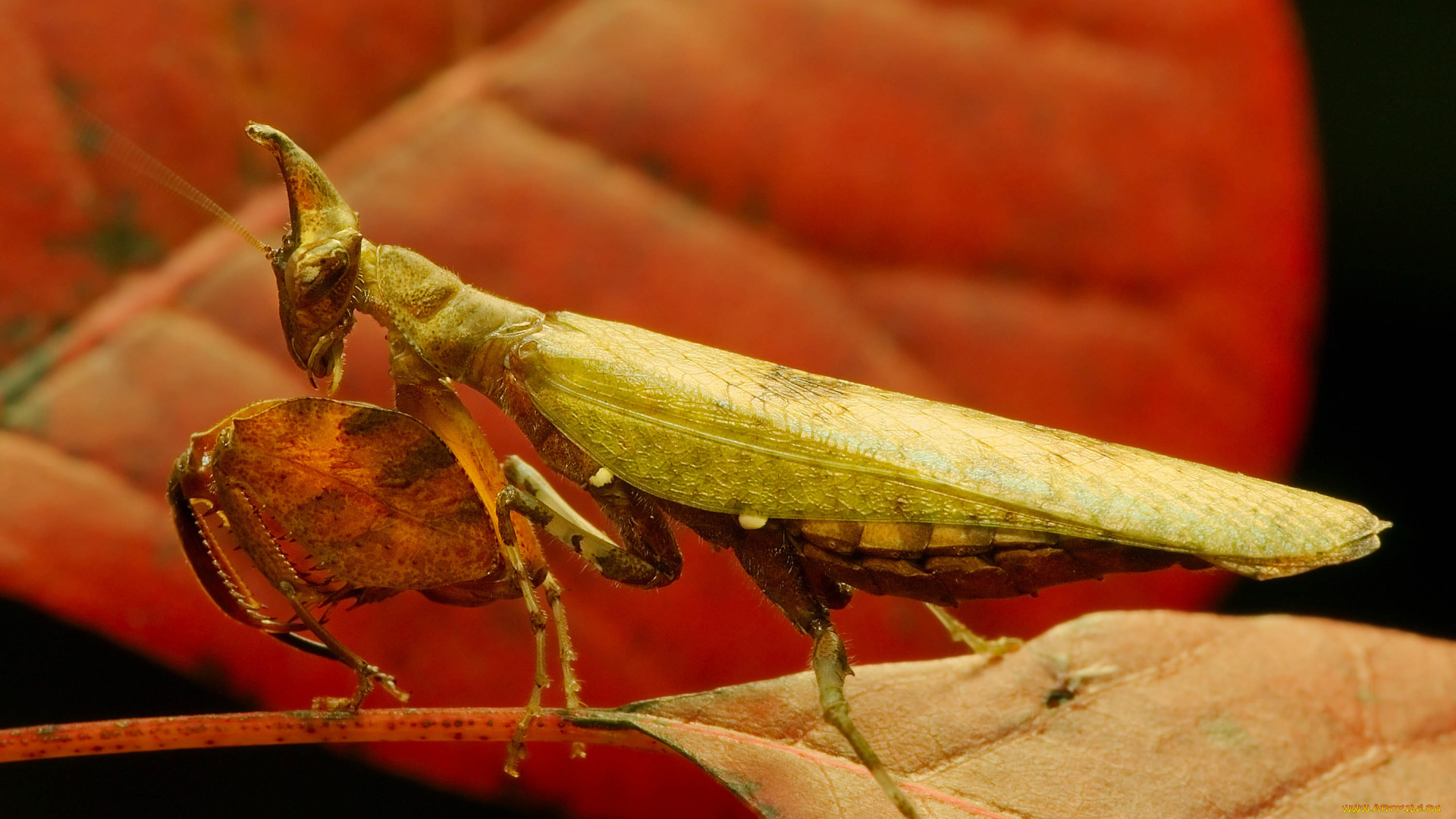 животные, богомолы, листья, богомол