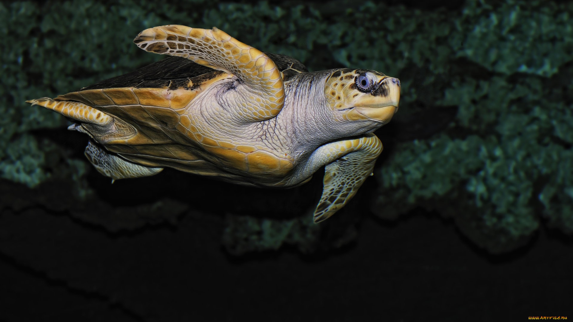 животные, Черепахи, плавание