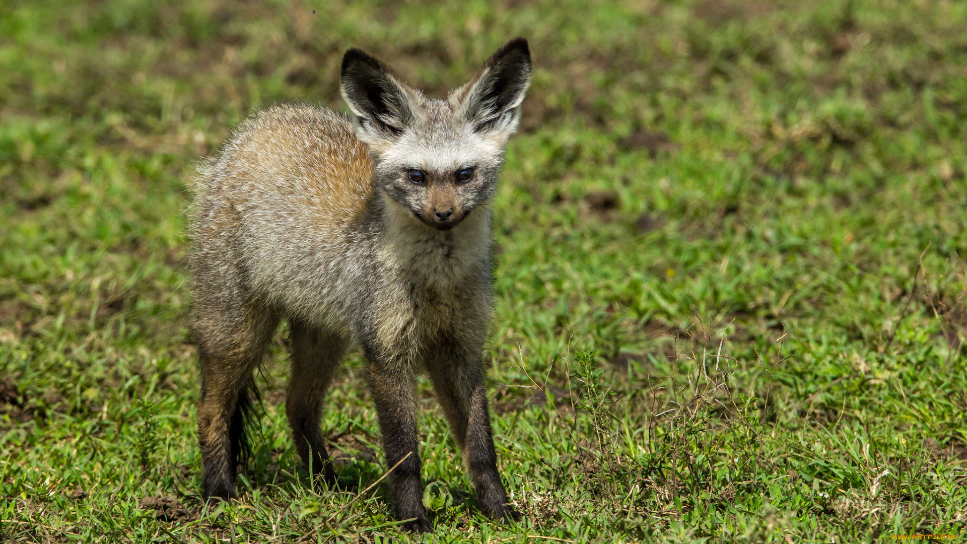 животные, гиены, гиеновые, собаки, гиеновая, собака