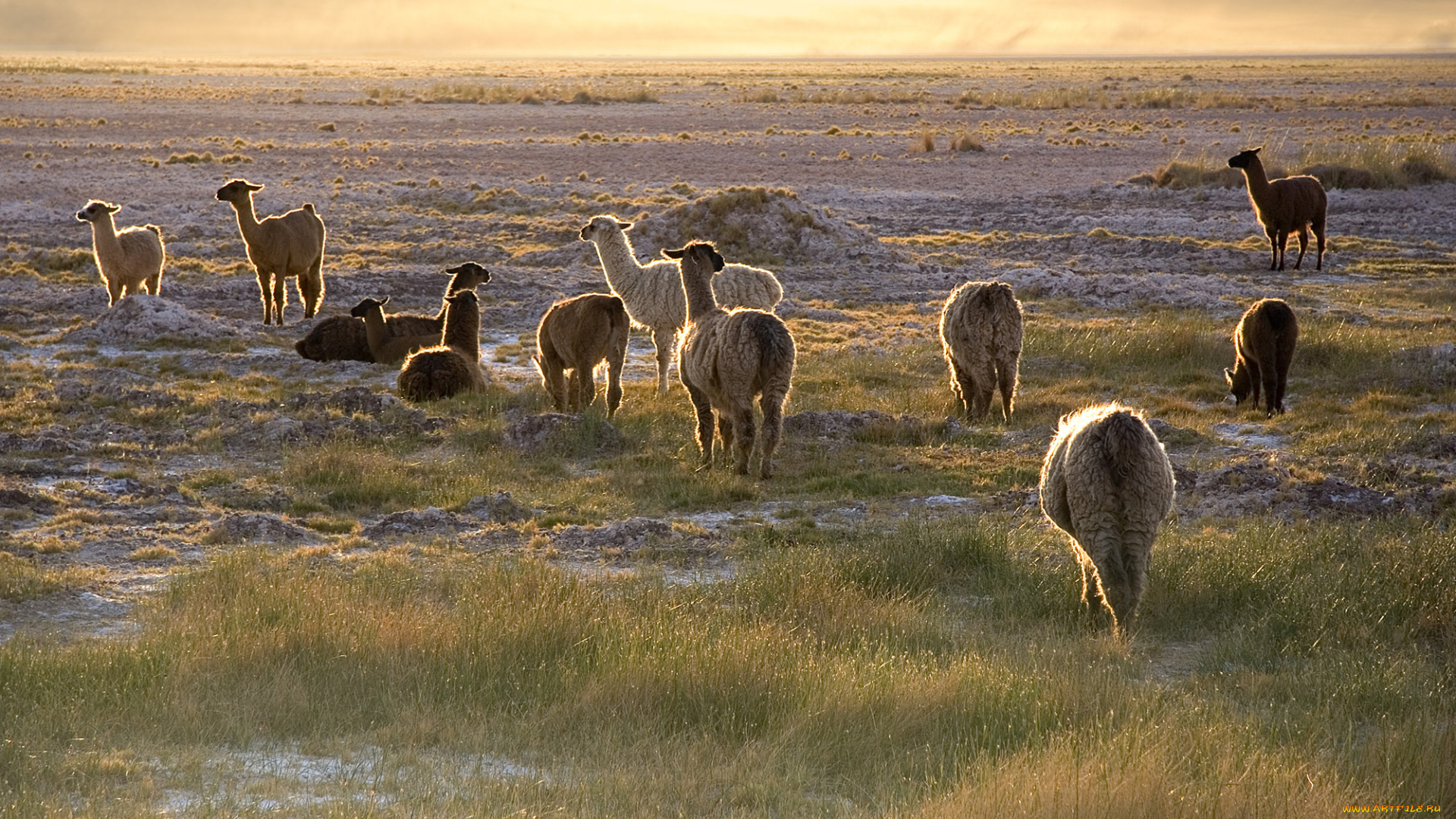 животные, ламы, луг, стадо