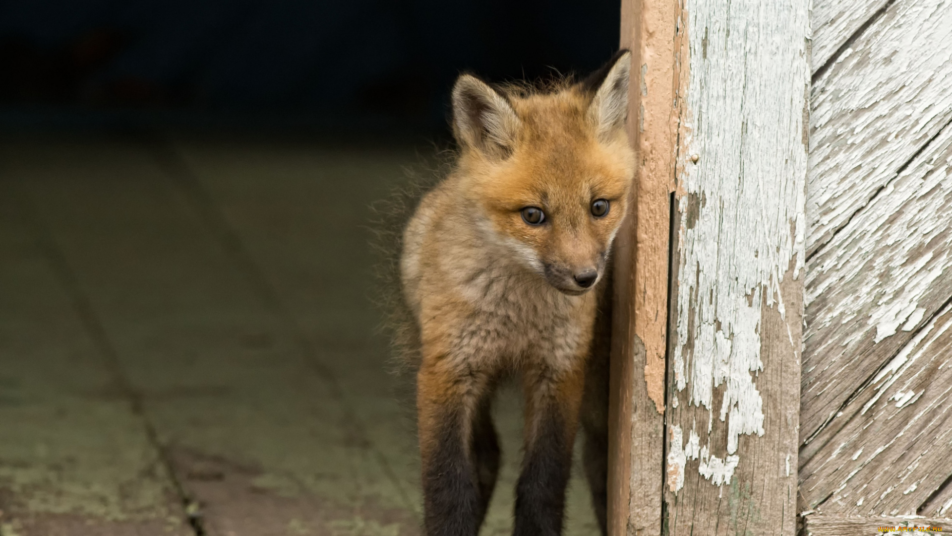 животные, лисы, лисенок