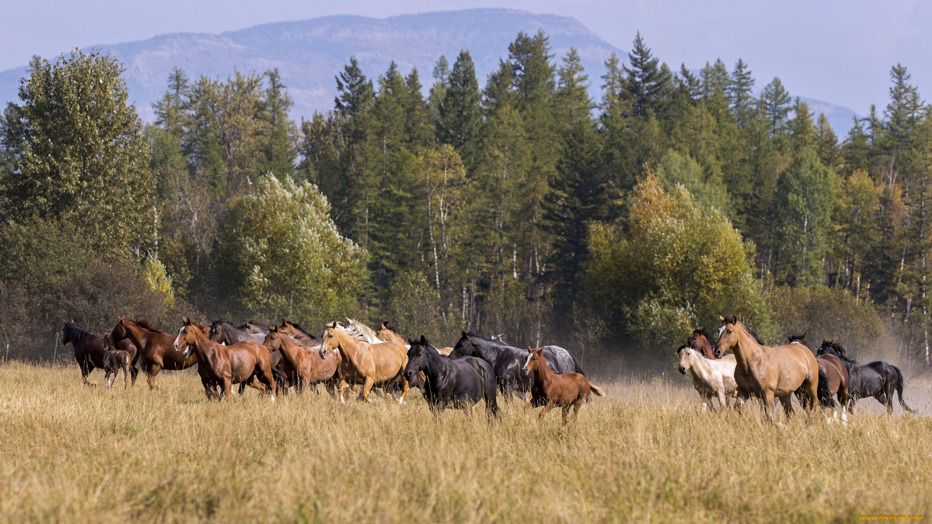 животные, лошади, табун