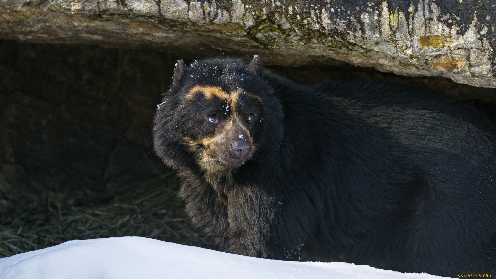 животные, медведи, очковый, медведь