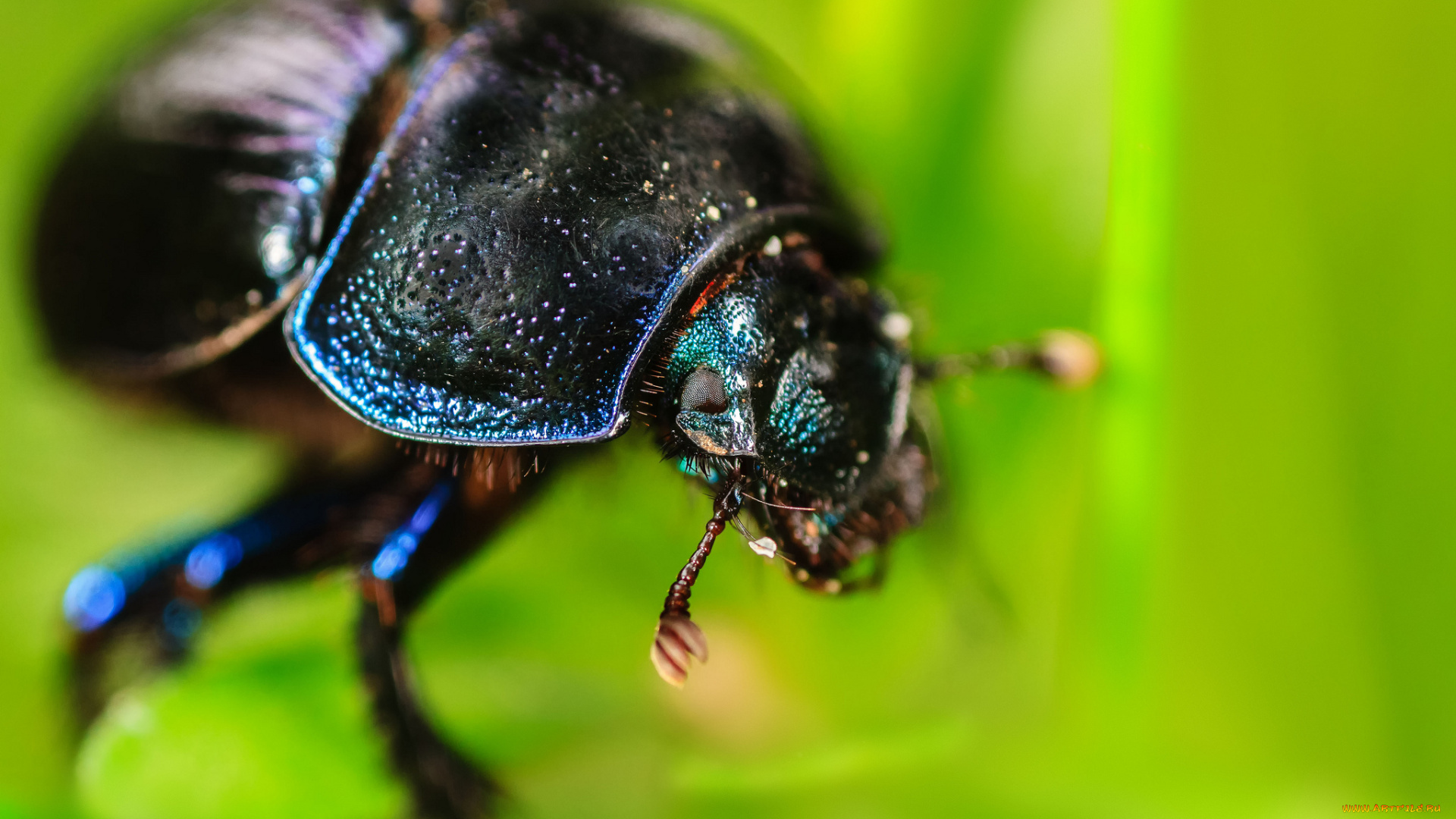 животные, насекомые, жук, макро