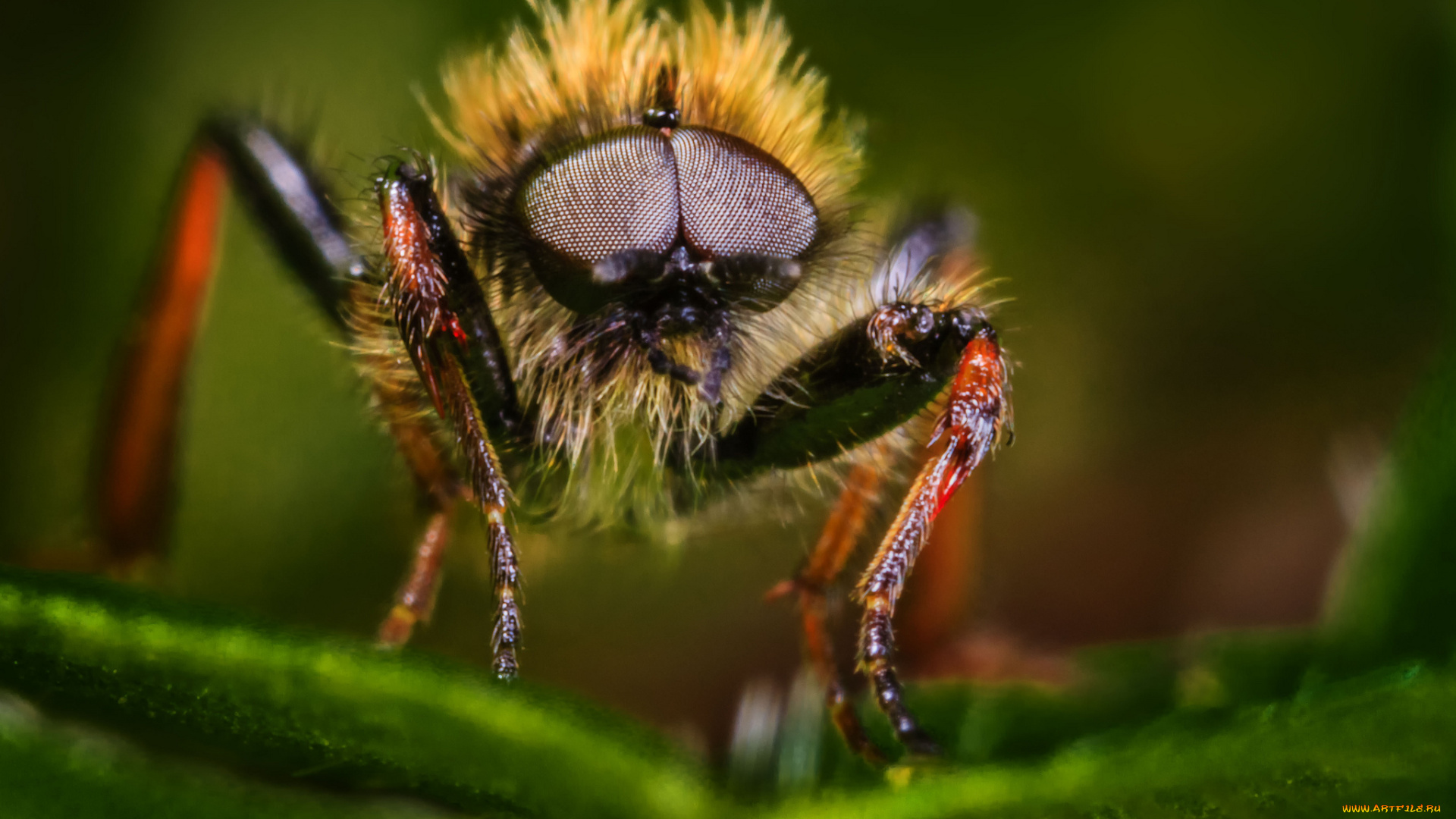 животные, насекомые, жук, макро