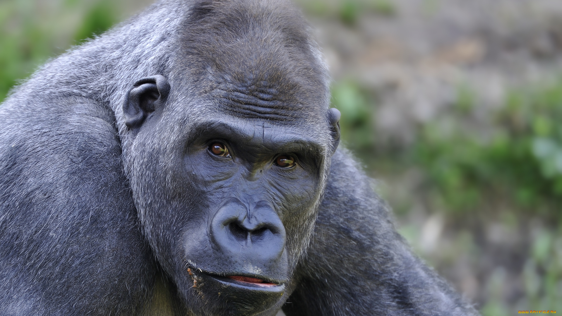 животные, обезьяны, горилла, портрет