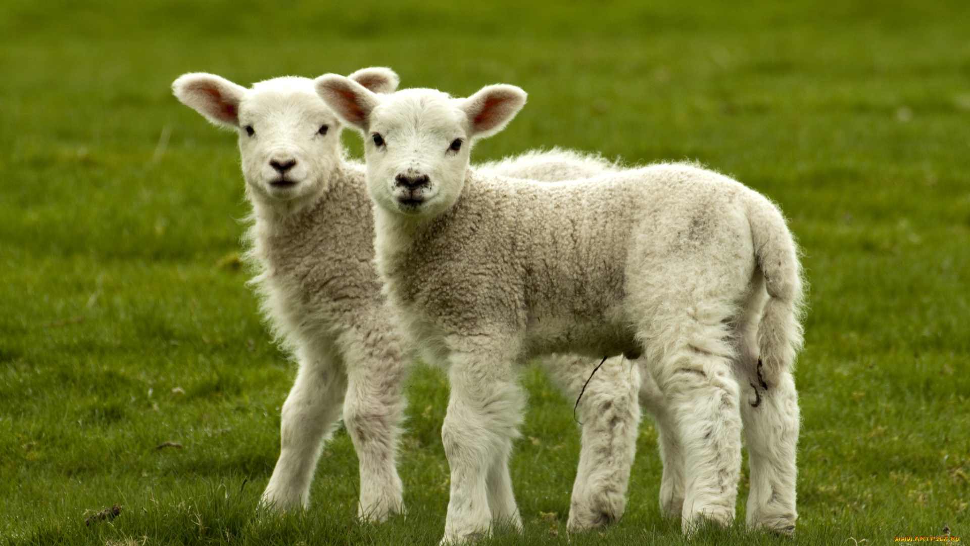 животные, овцы, бараны, малыши