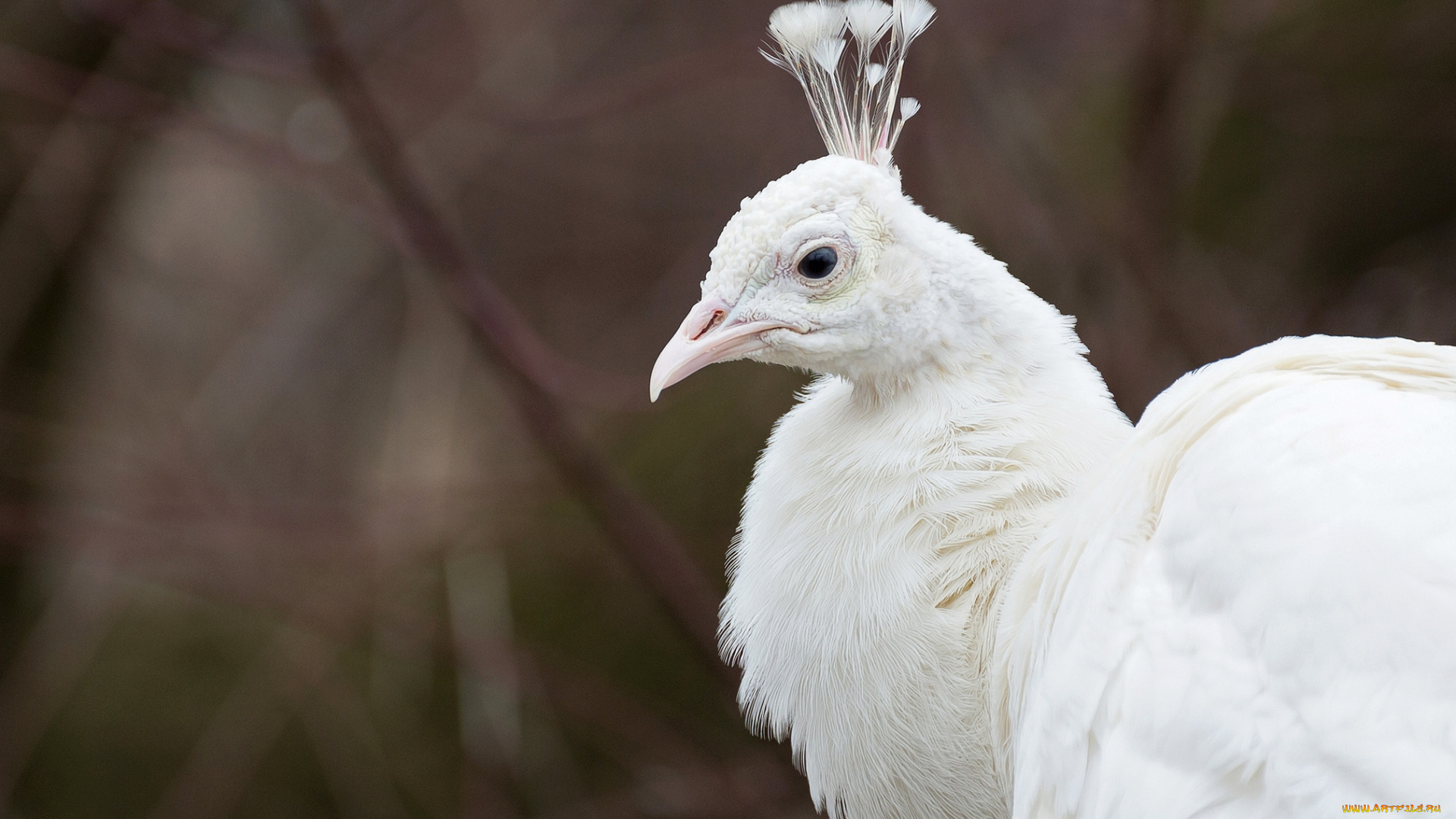 животные, павлины, белый