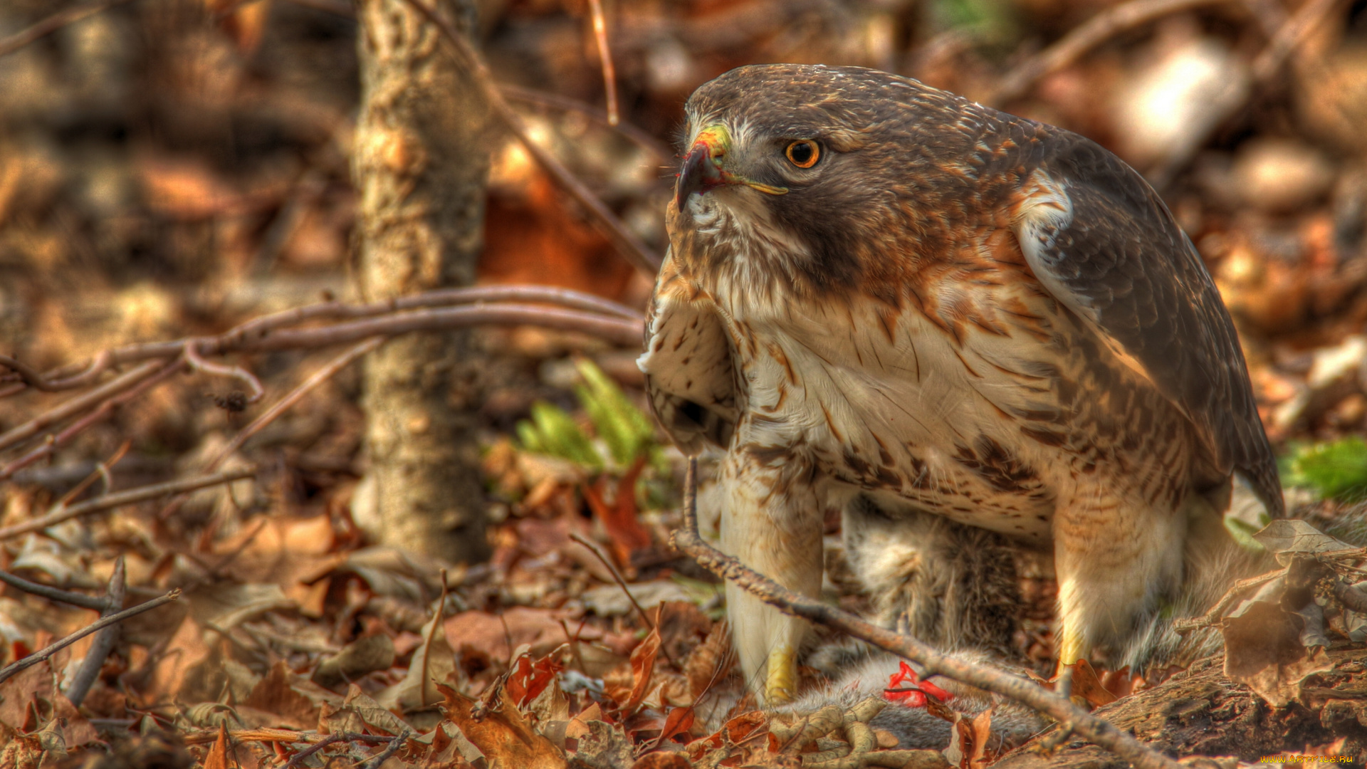 животные, птицы, хищники, краснохвостый, сарыч, ястреб, листья, ветки