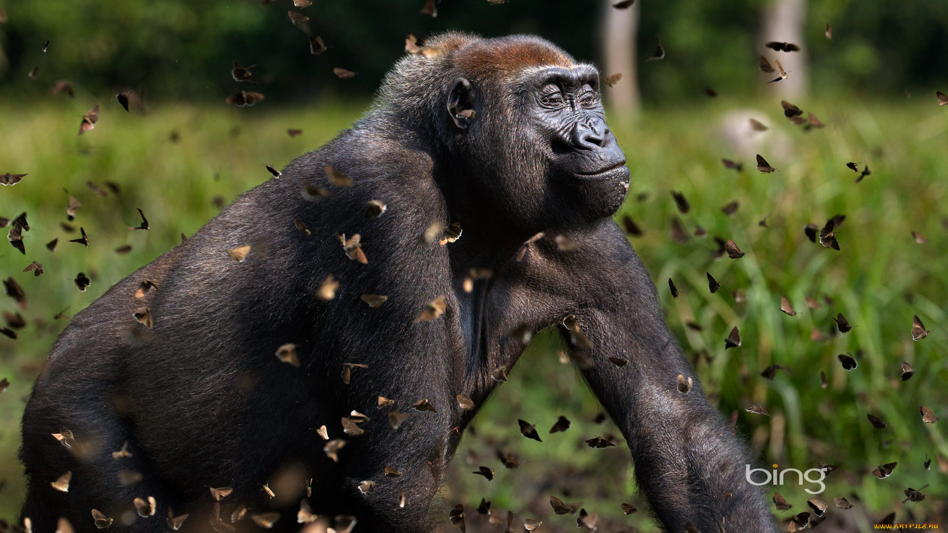 животные, разные, вместе, горила