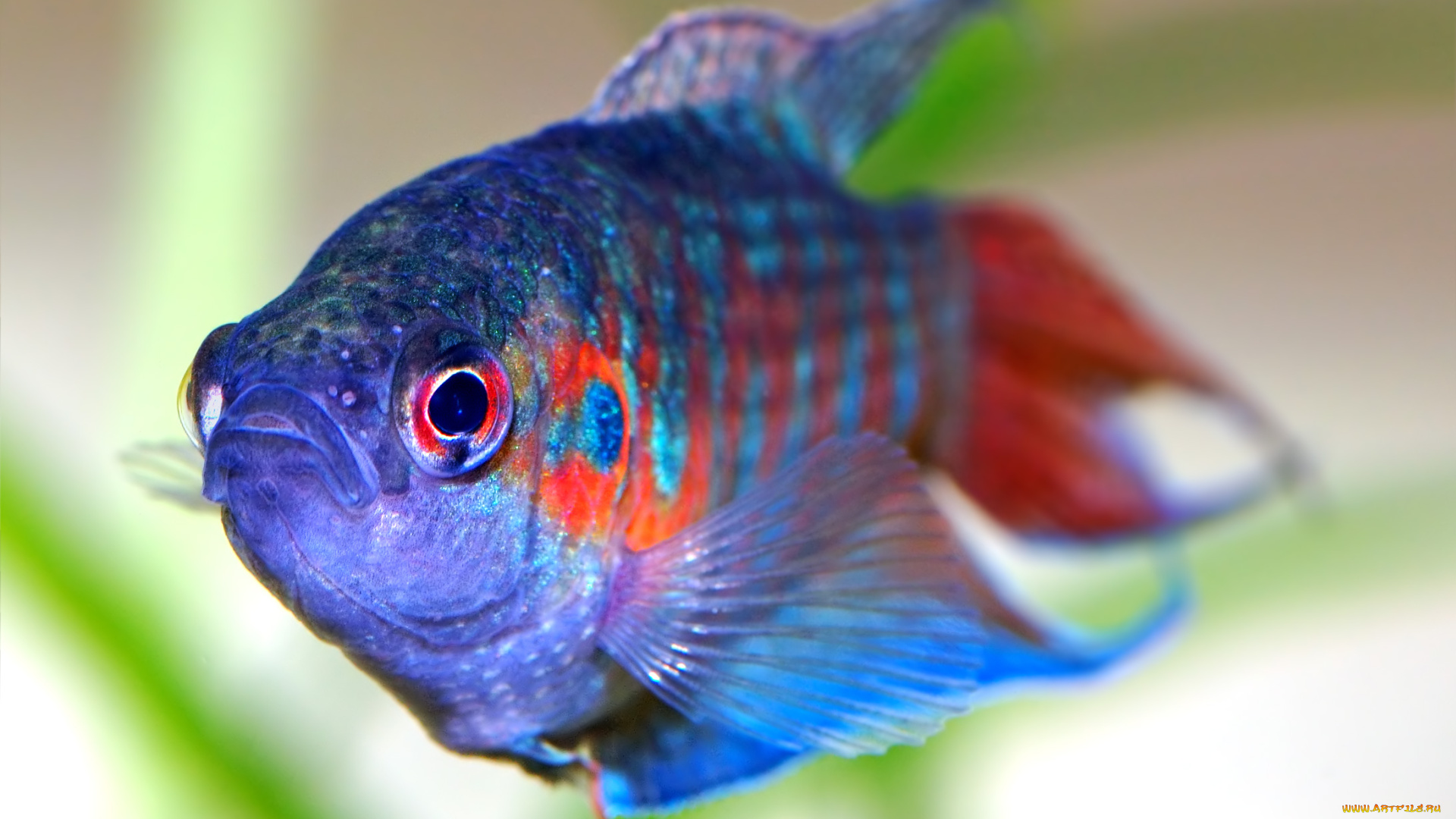 животные, рыбы, рыбка, аквариумная, синяя