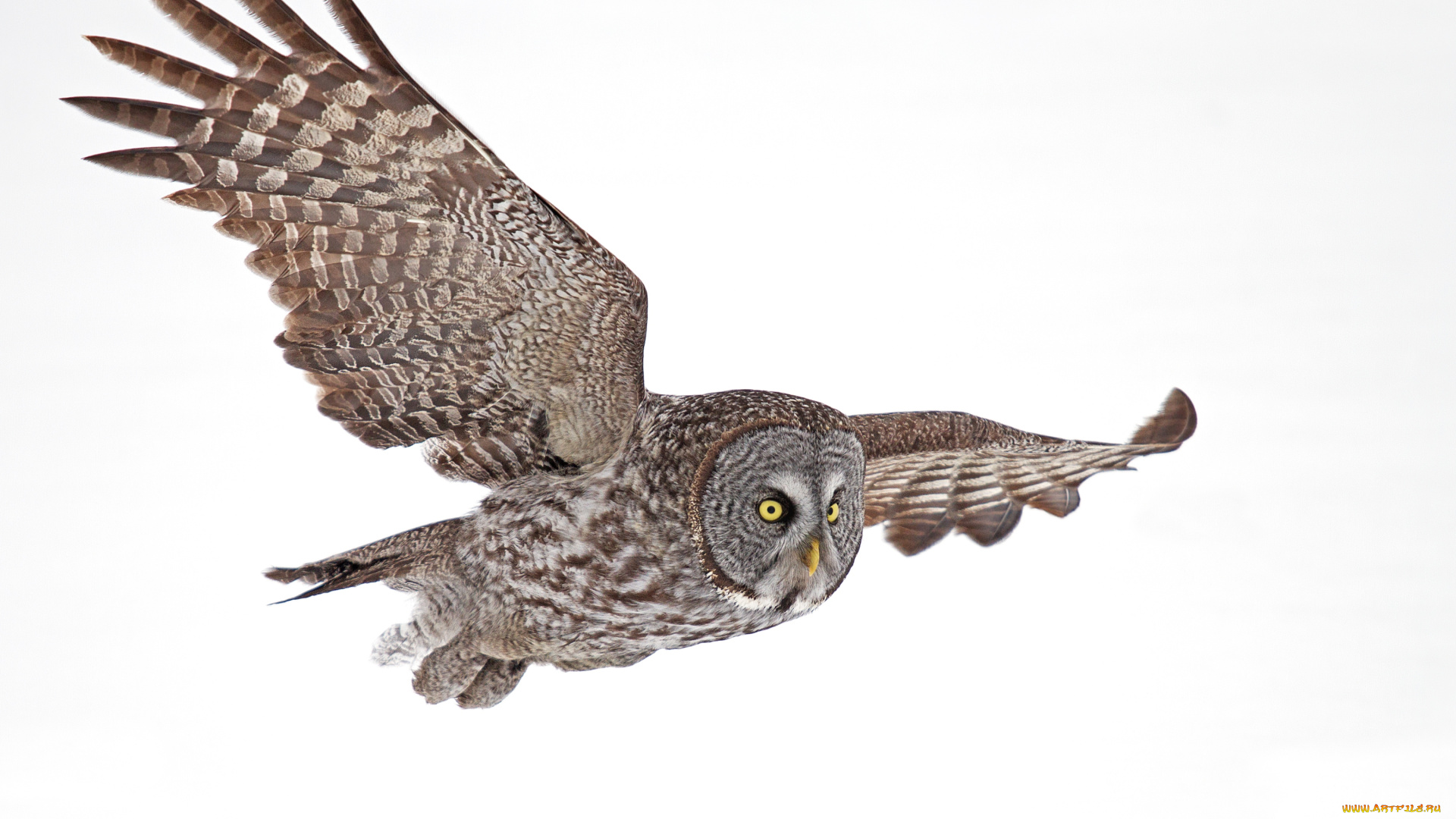 животные, совы, полет, неясыть