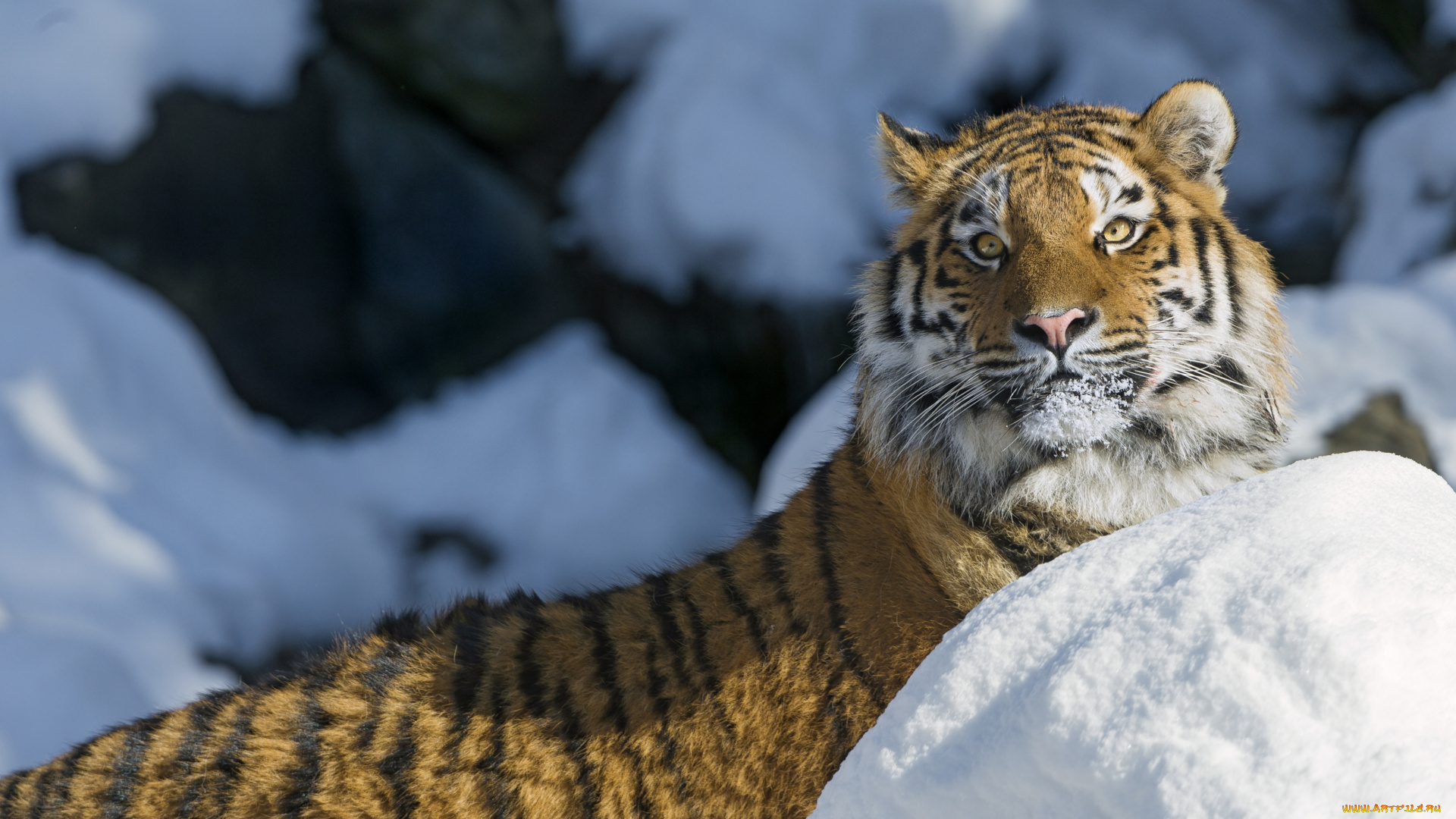 животные, тигры, снег, красавец
