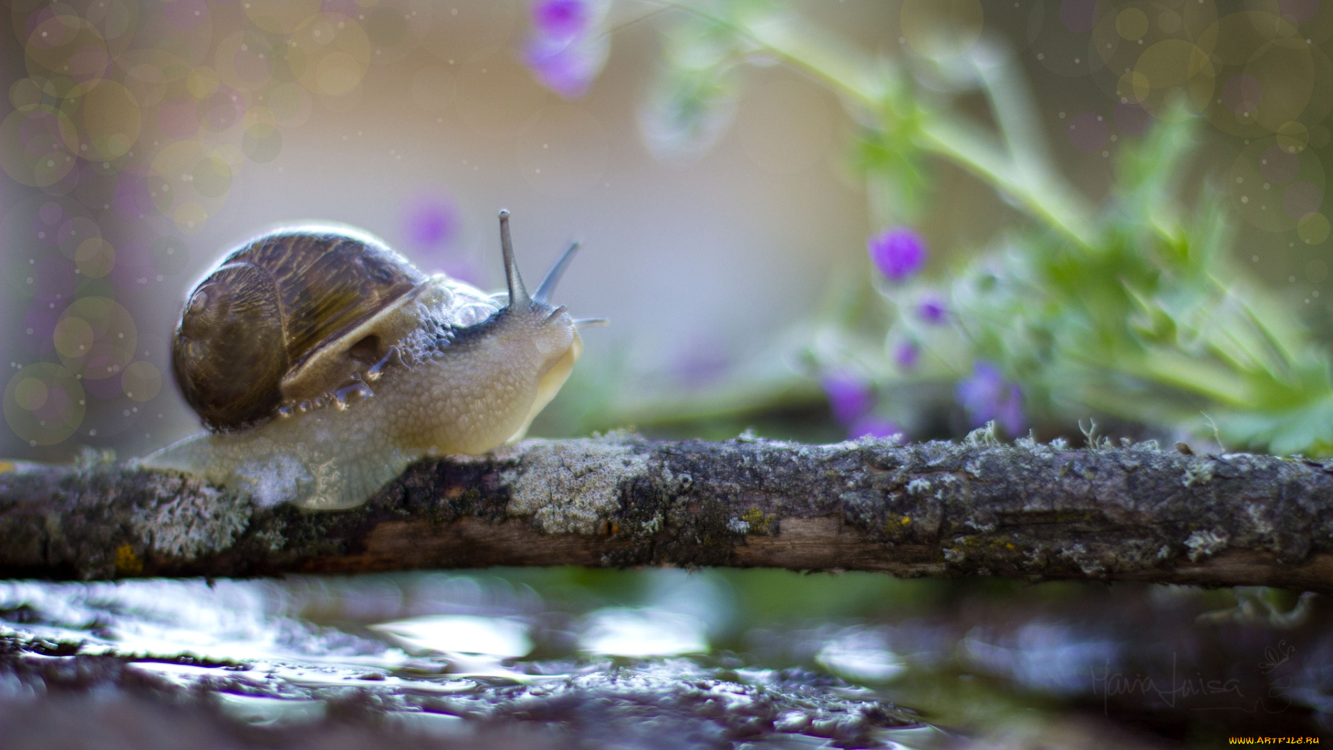 животные, улитки, рожки