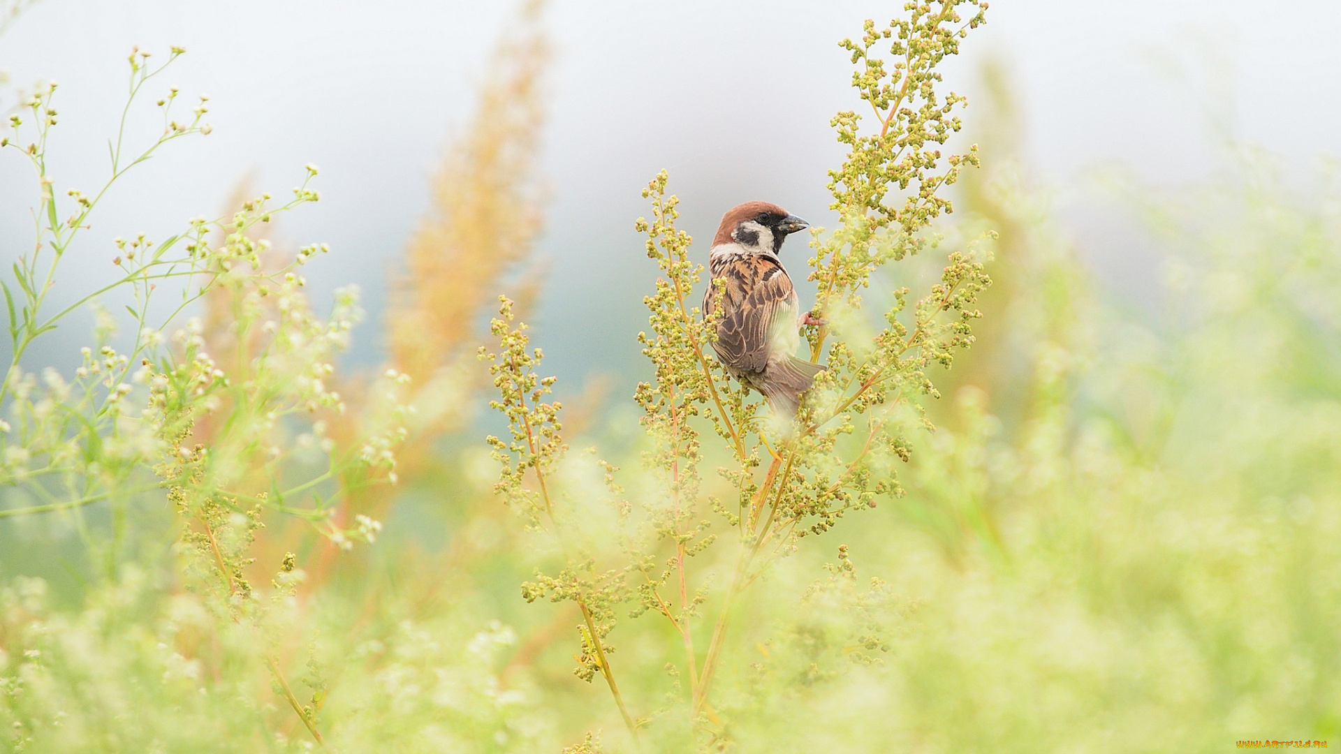 животные, воробьи, воробышек