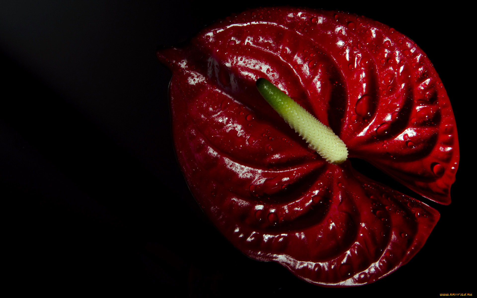 цветы, антуриум, цветок, фламинго