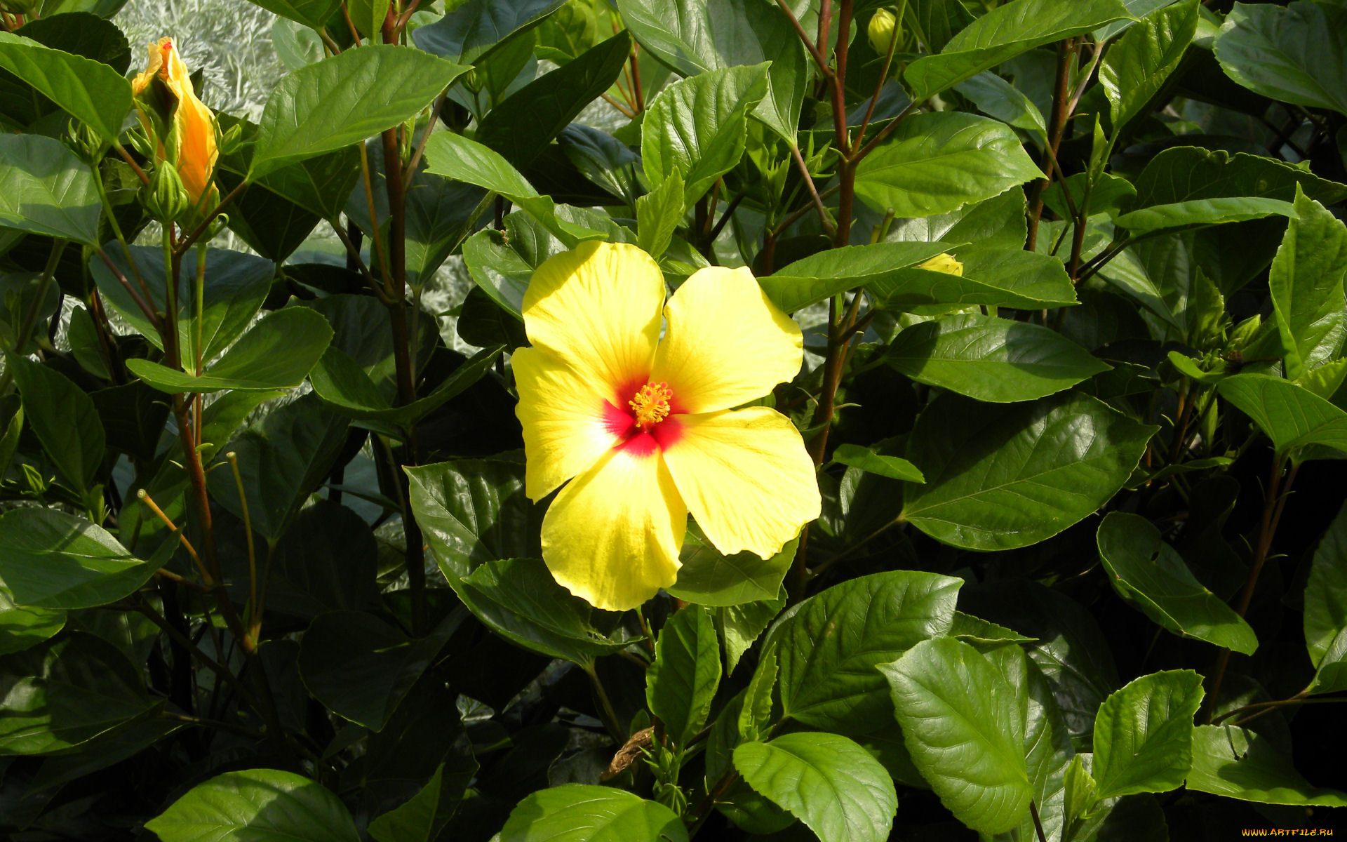 цветы, гибискусы, лето, лепестки