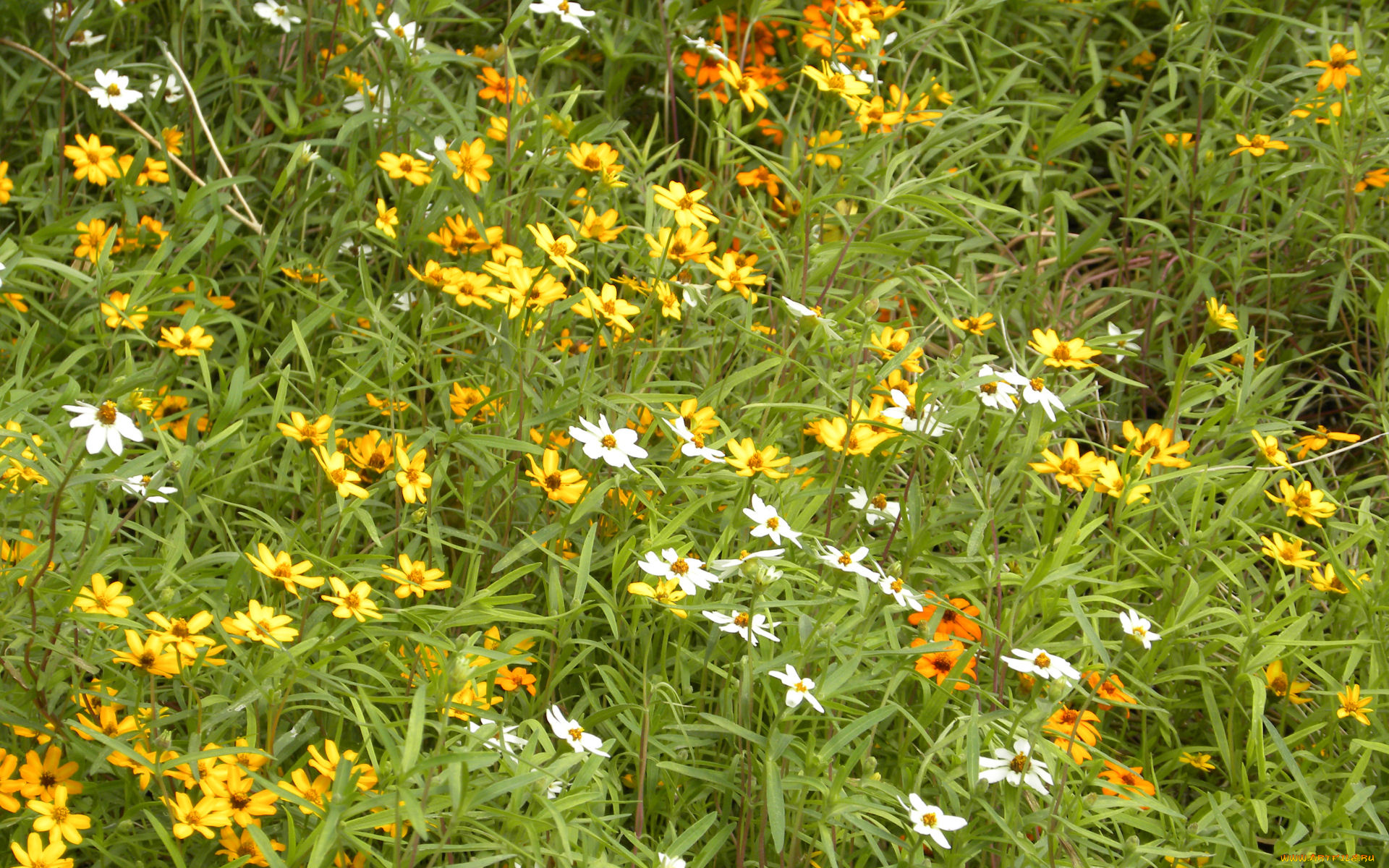 цветы, луговые, полевые, лепестки