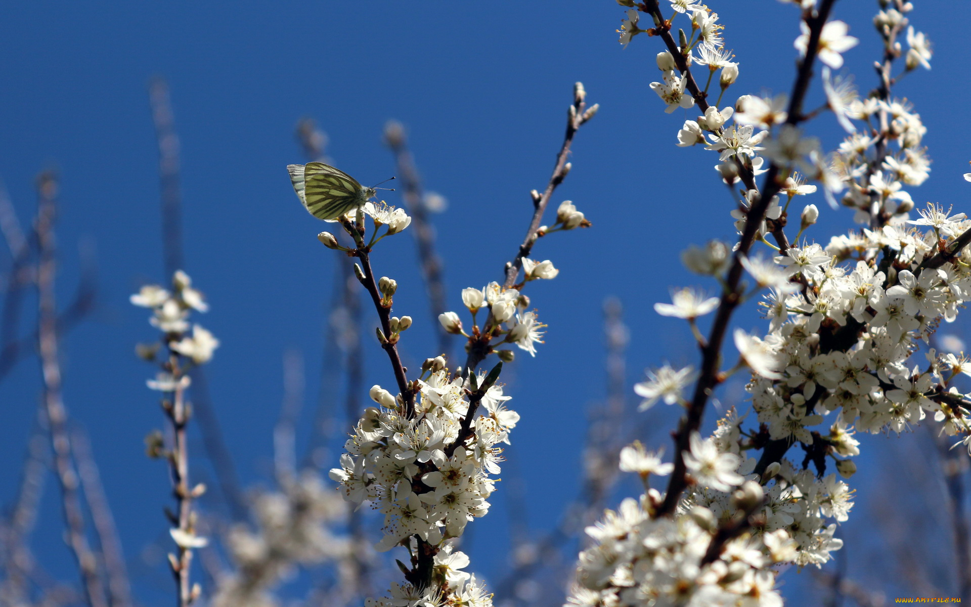 цветы, сакура, вишня, ветка