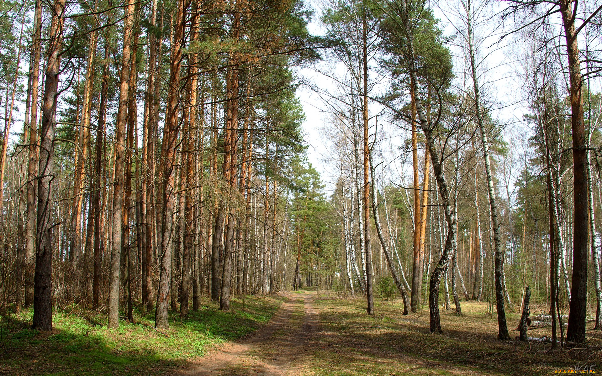 лесная, дорога, природа, дороги, сосны, лес