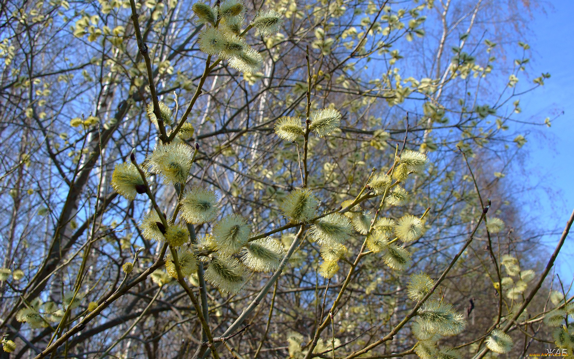 вербное, воскресенье, природа, деревья, цветение, верба