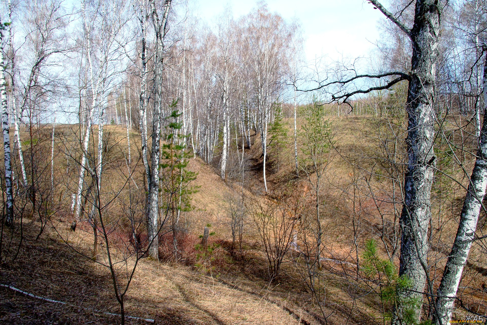весна, природа, деревья, овраг, березы