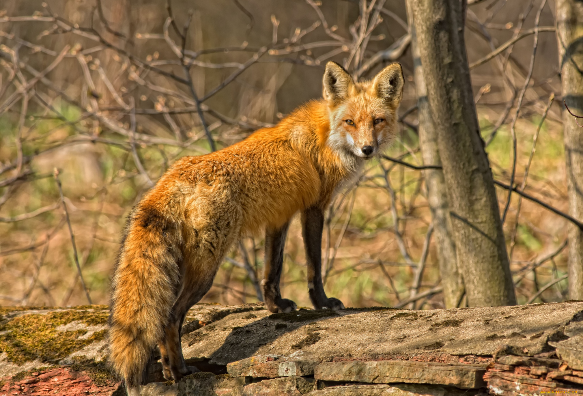 животные, лисы, хвост, рыжая