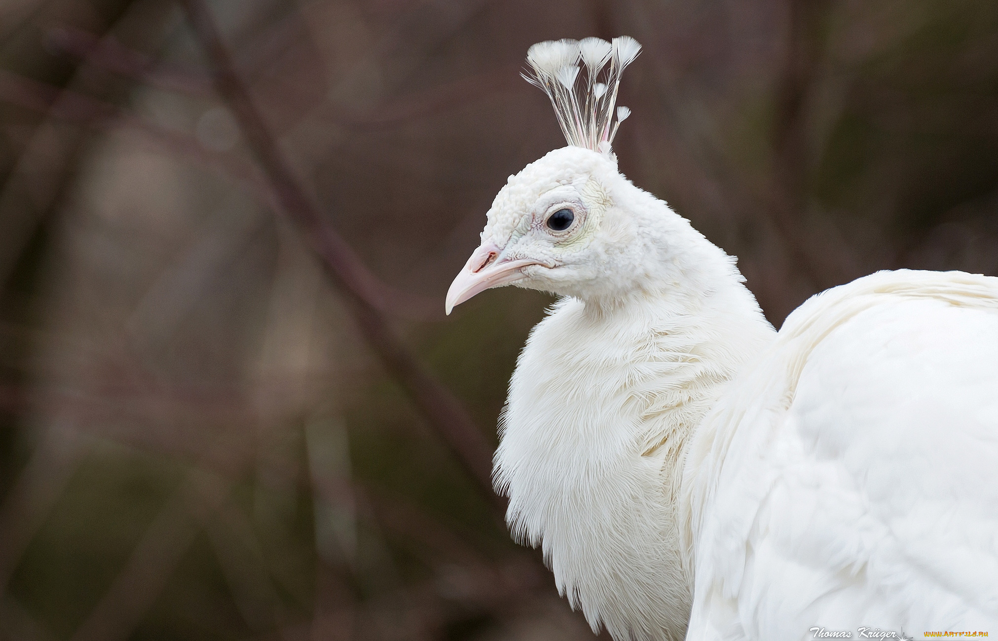 животные, павлины, белый