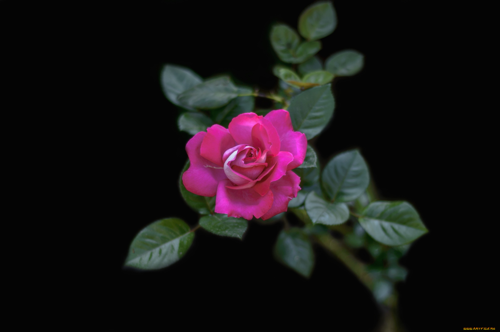 цветы, розы, малиновый