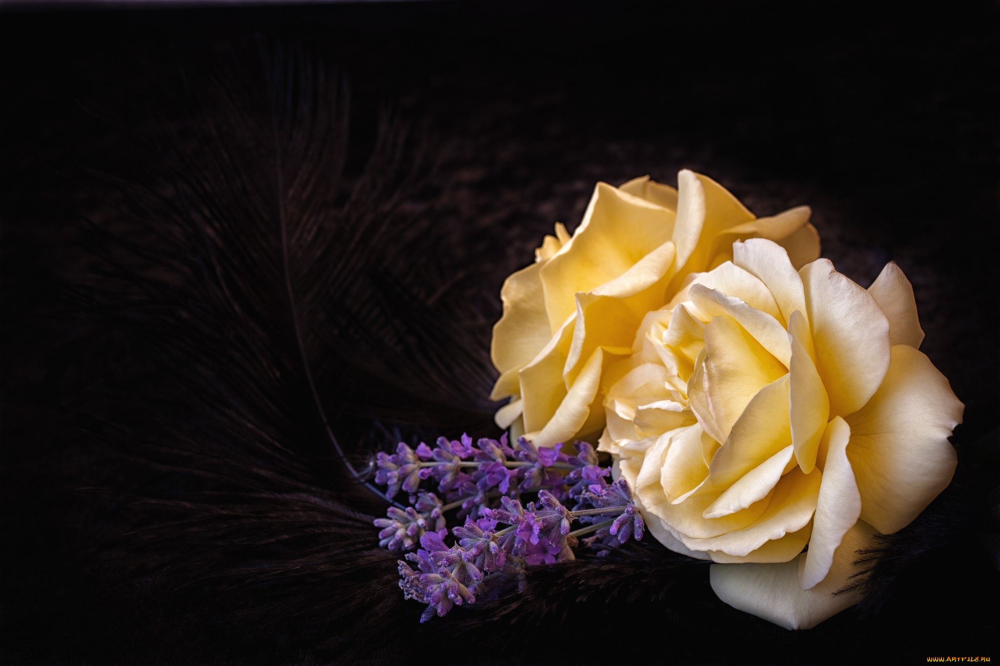 цветы, разные, вместе, розы, лаванда