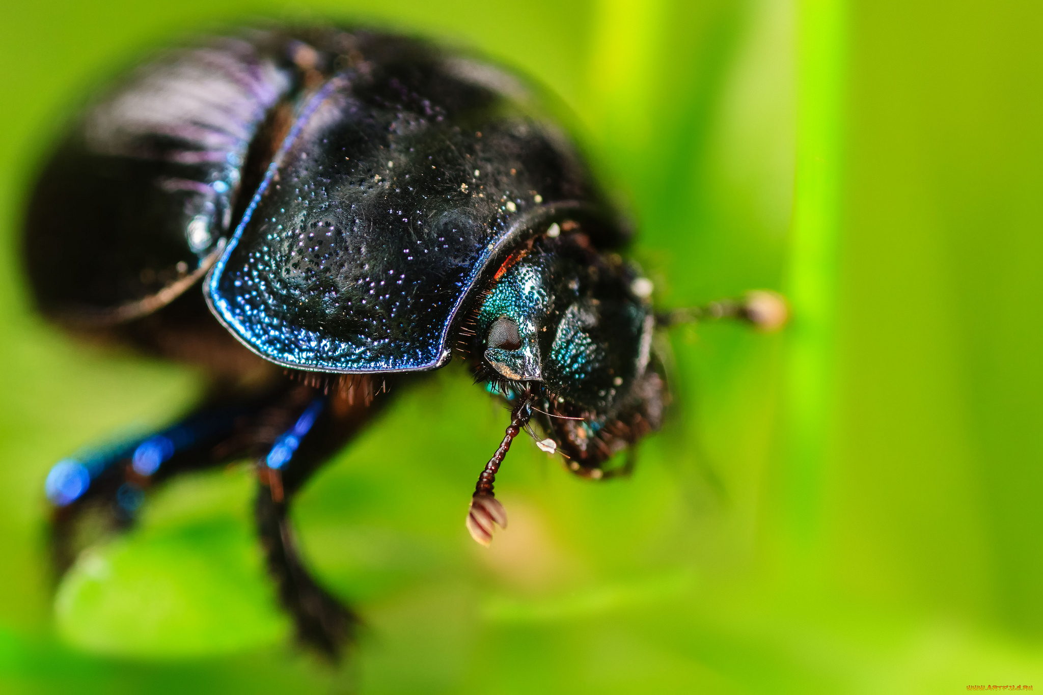 животные, насекомые, жук, макро