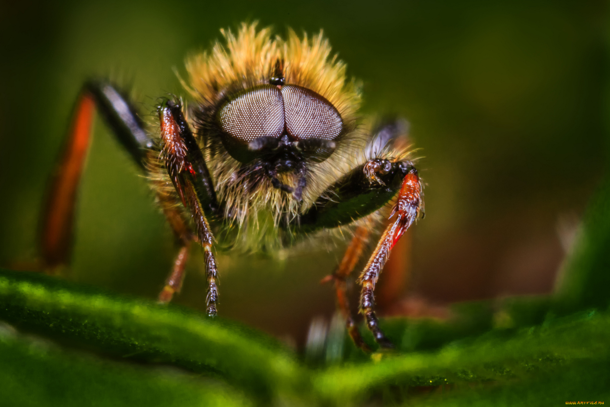 животные, насекомые, жук, макро