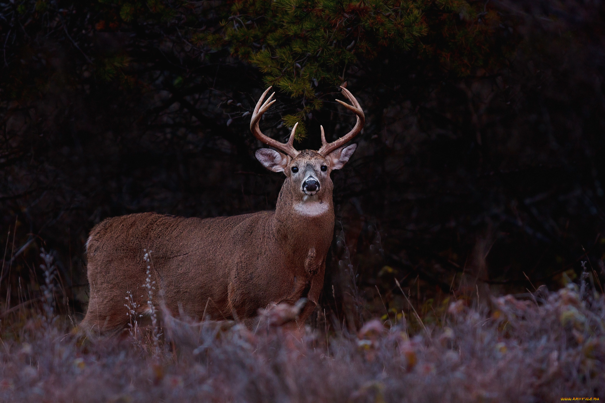 животные, олени, рога, красавец
