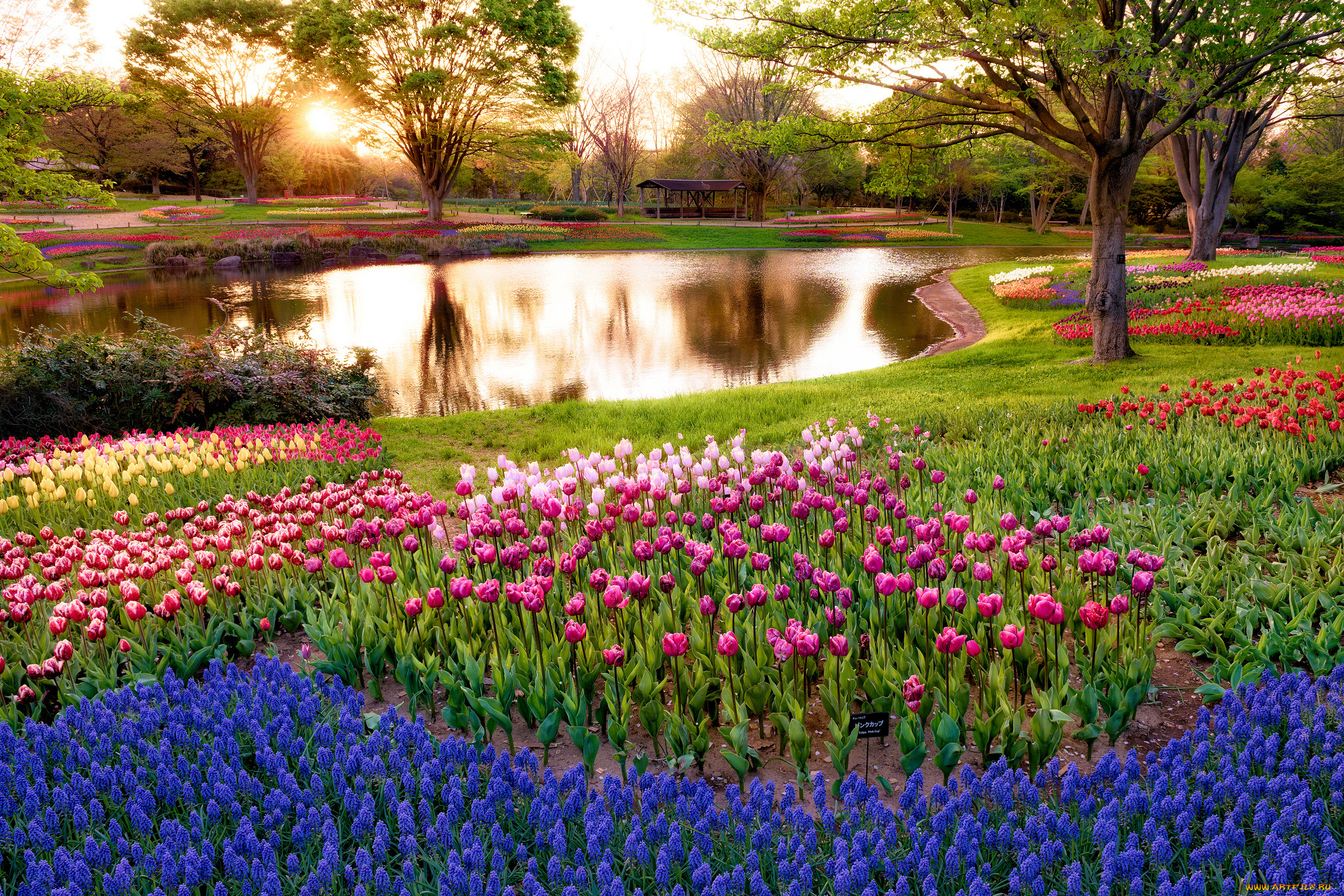 природа, парк, деревья, восход, цветы, пруд