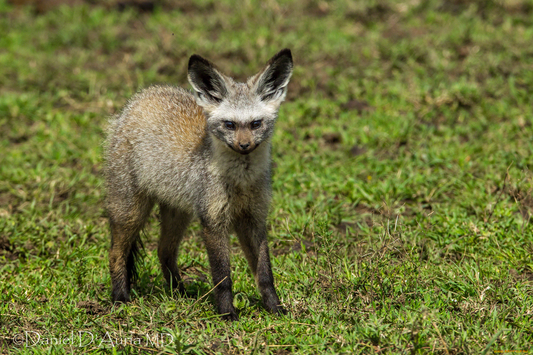 животные, гиены, гиеновые, собаки, гиеновая, собака